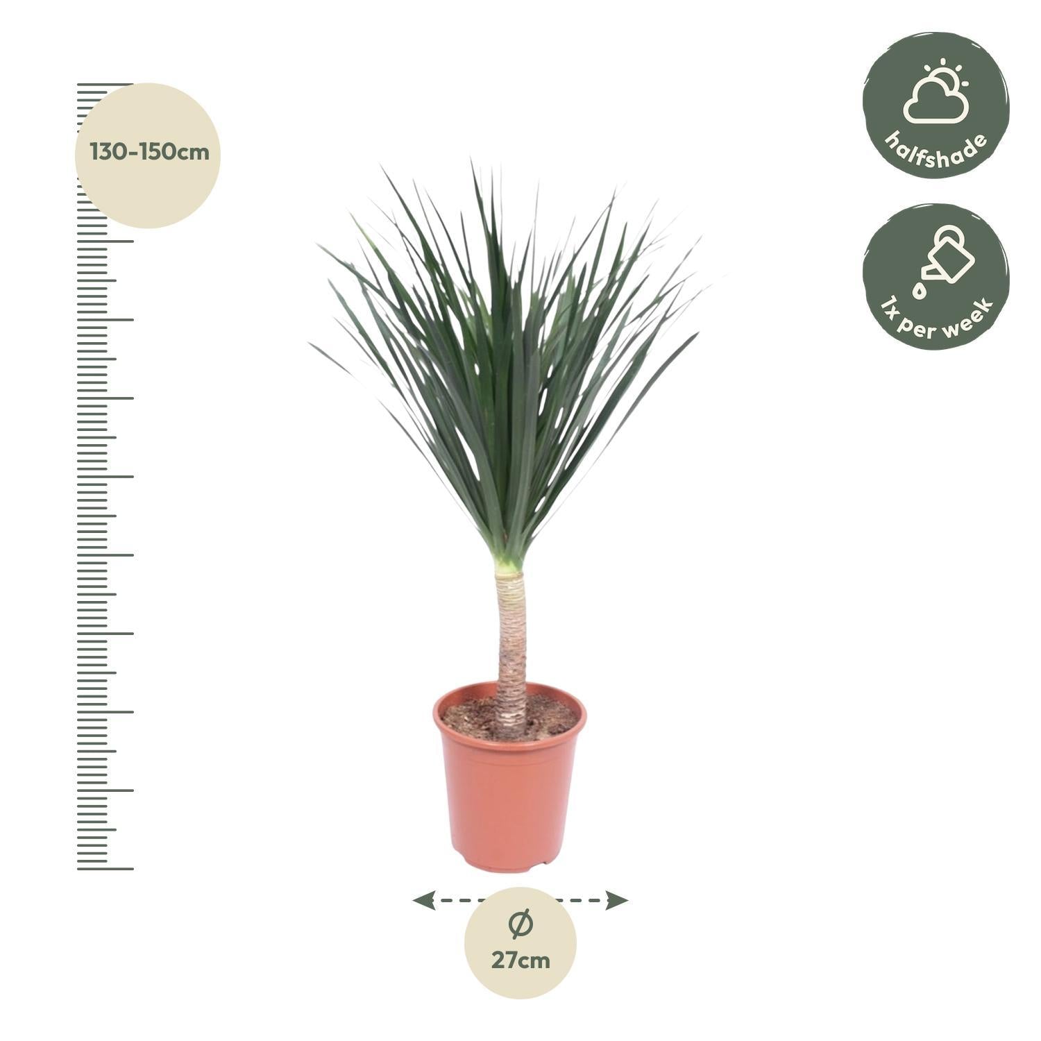 Drachenbaum Draco - Dracaena Draco - 140 cm - ø27