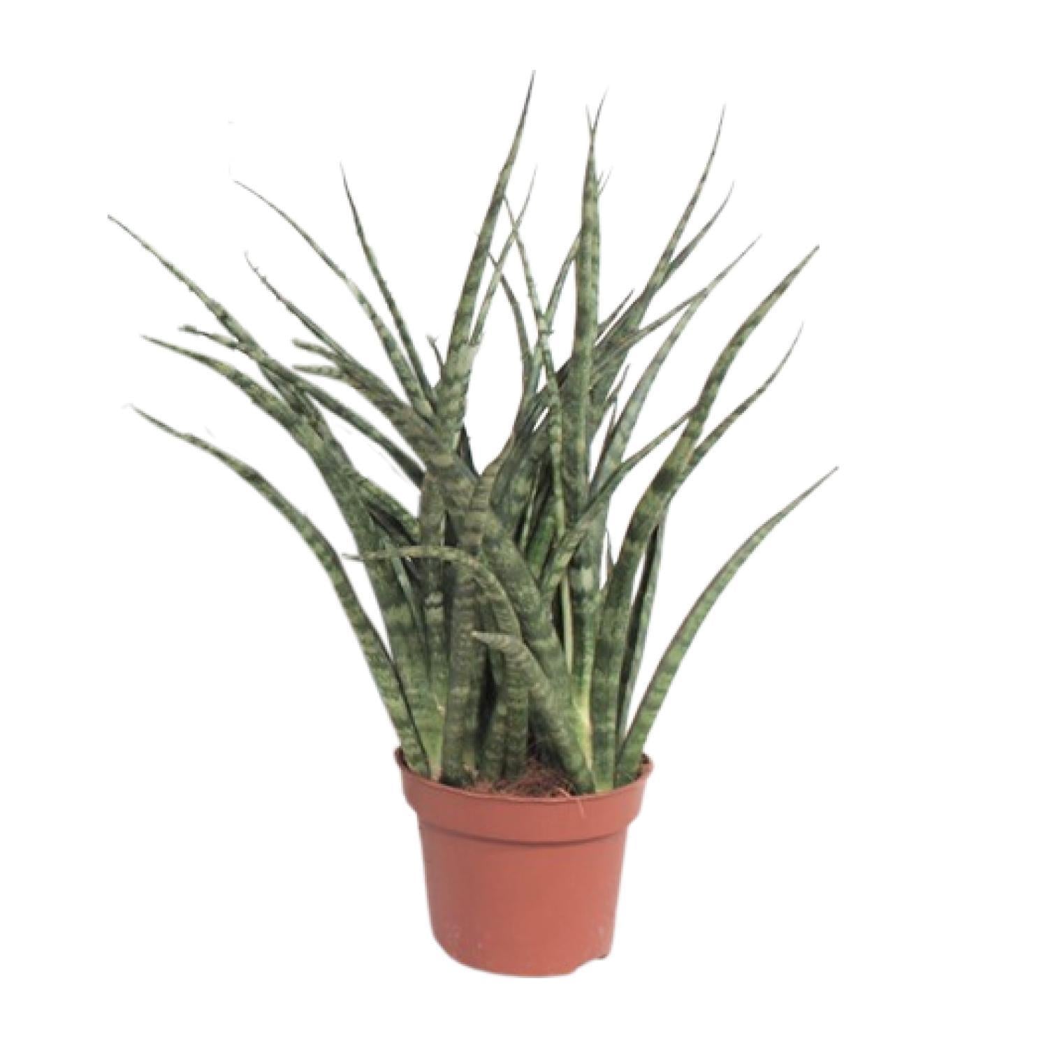 Sansevieria Varenhout Punk - Ø12cm - ↕35cm