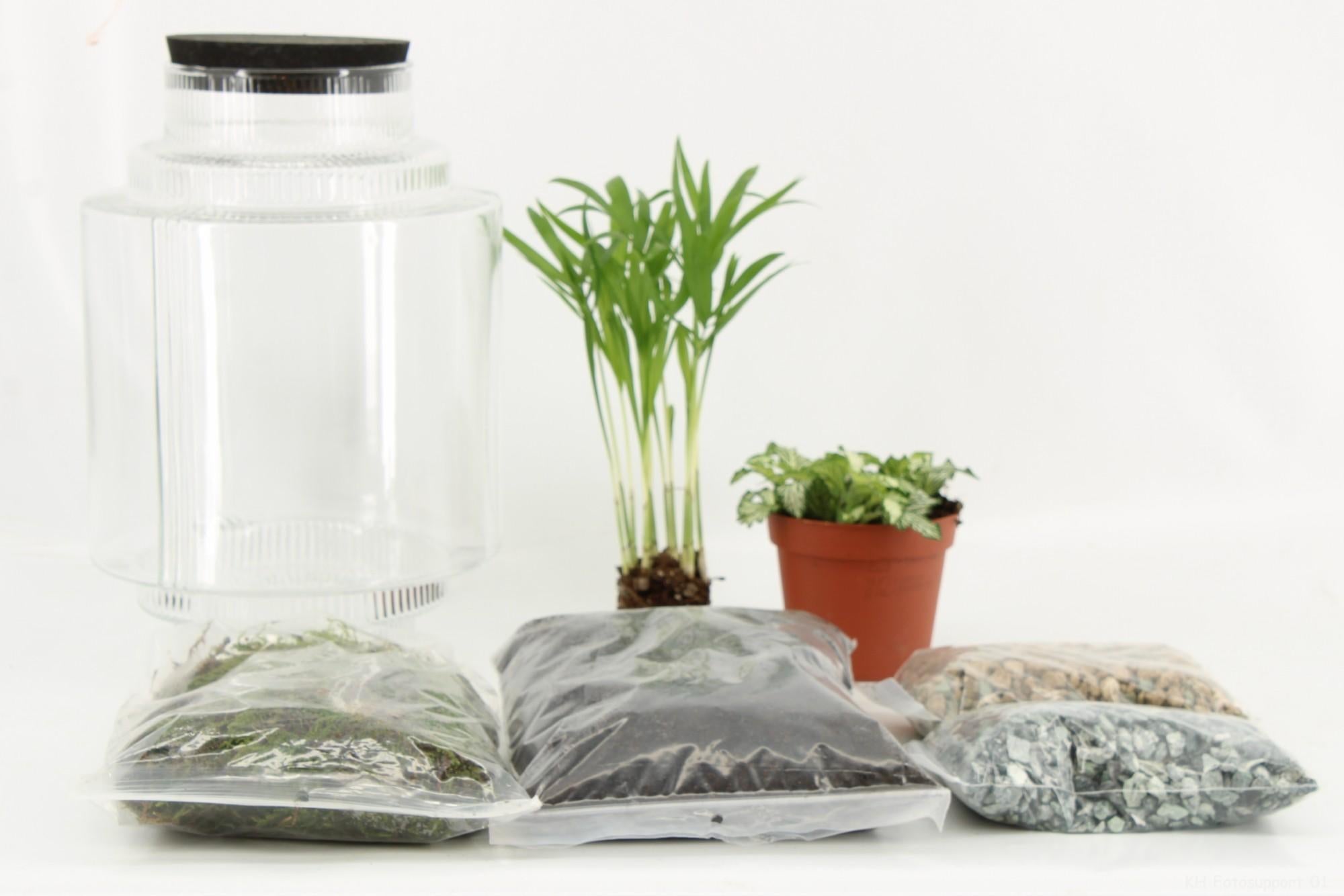 Flaschengartenpaket - Terrarium Arrangement (DIY) - Ø17cm - ↕25cm