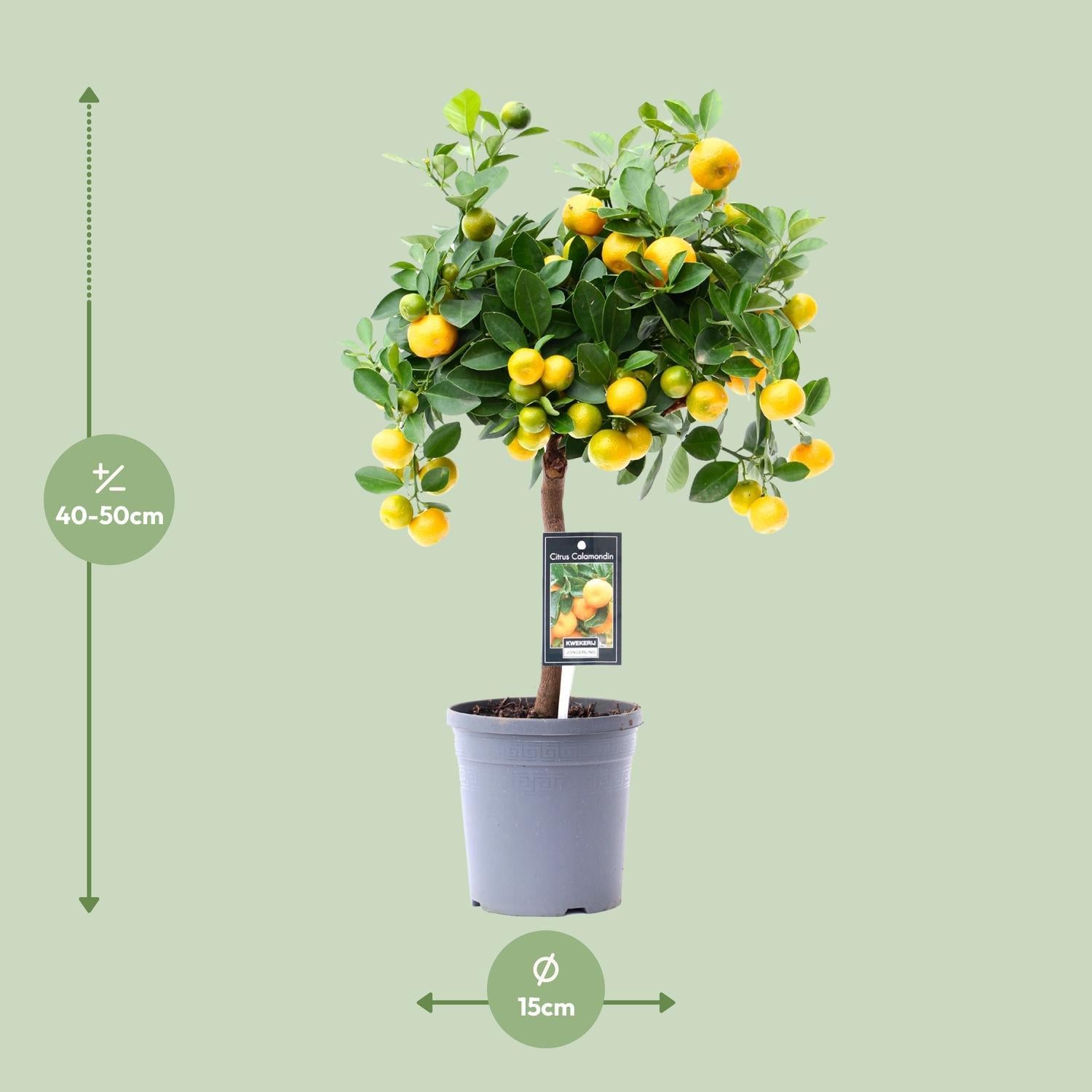 Orangenbaum Mini -Citrus Calamondin Orange- Ø15cm - ↕45cm