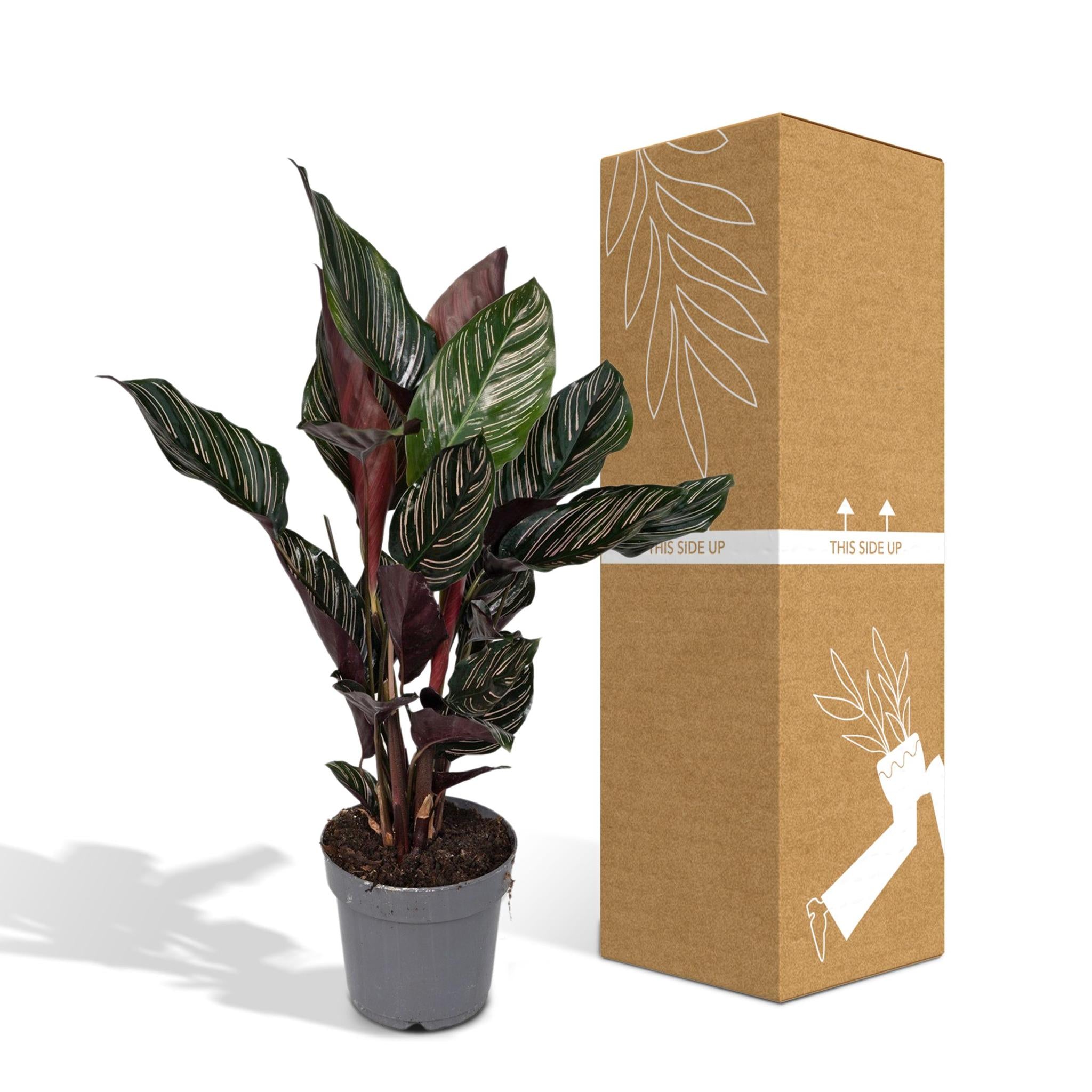 Gebetspflanze - Calathea Ornata - Ø14 - ↨50cm