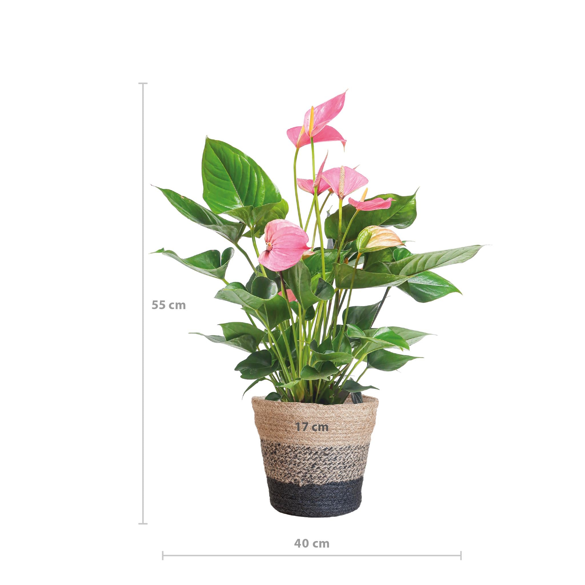 Anthurium Pink Explosion mit Lissabon-Korb schwarz - 55cm - Ø17