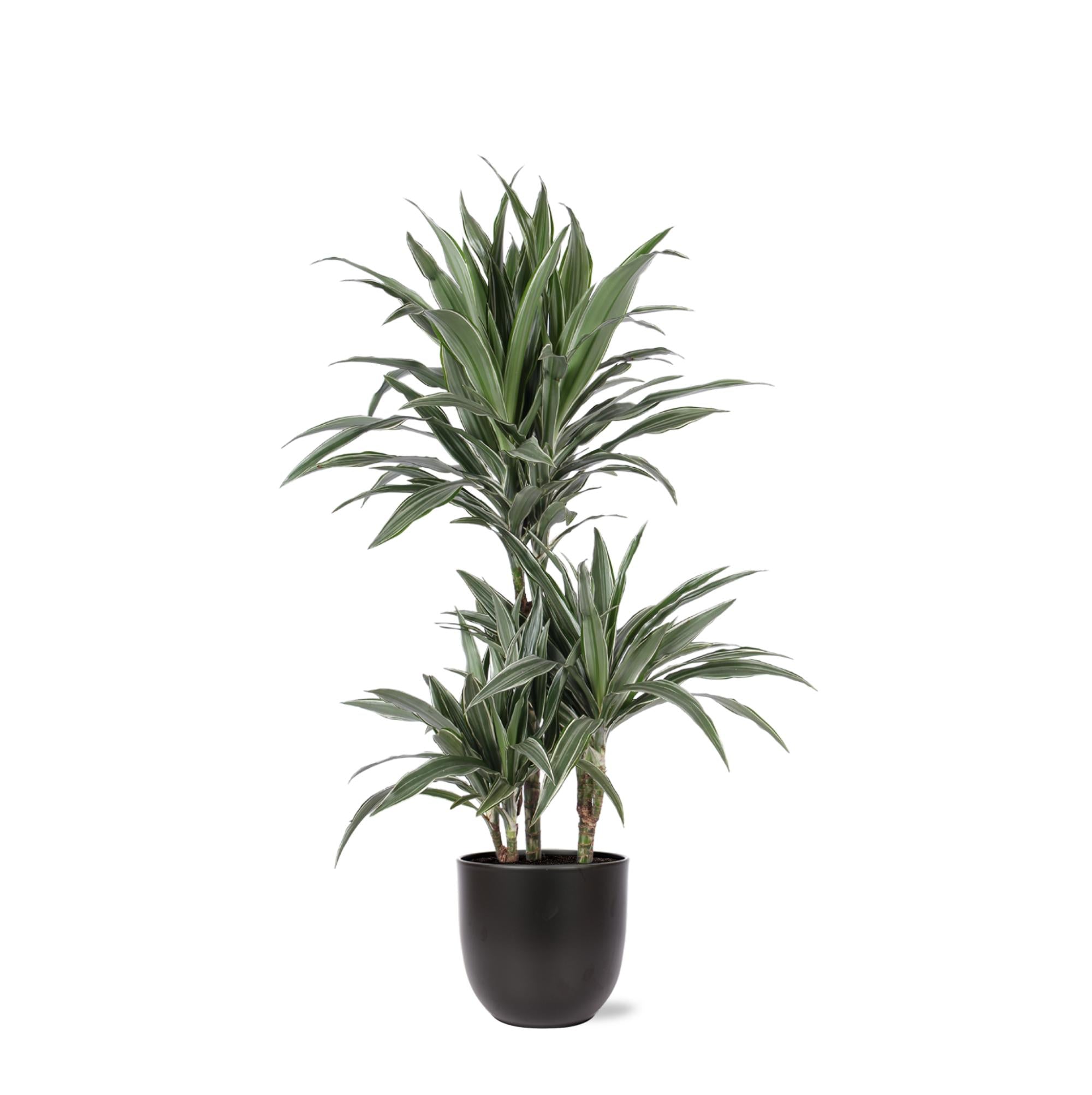 Drachenbaum Warneckei - Dracaena Warneckii Ø21cm - ↕65cm in Boule ANTRACIET Topf