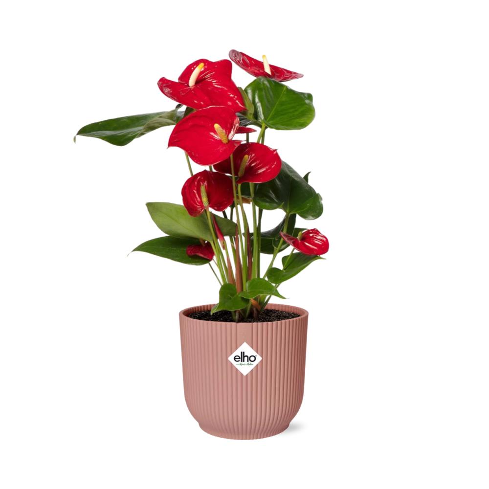 Anthurie - Anthurium Red 12cm in ELHO Vibes Fold 14cm Topf rosa