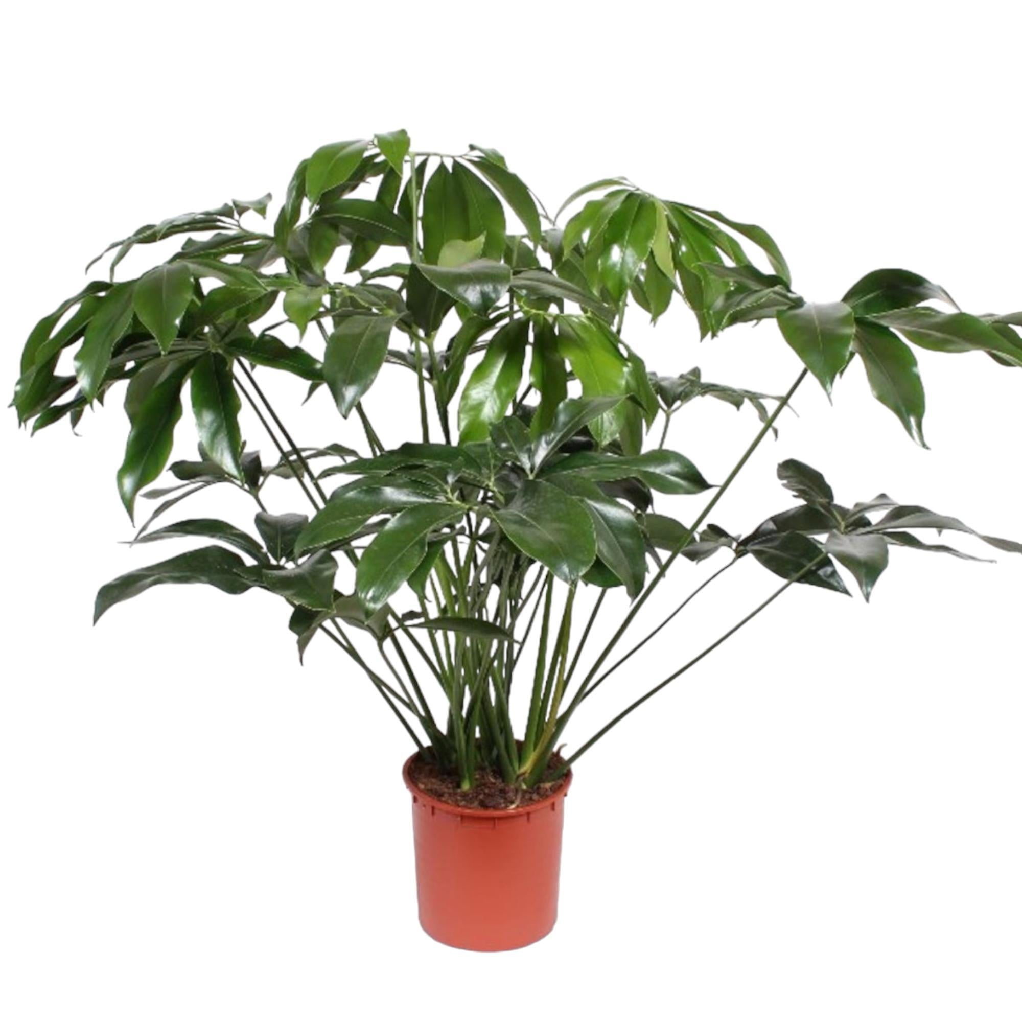 Philodendron Groen Wonder - 140 cm - ø34