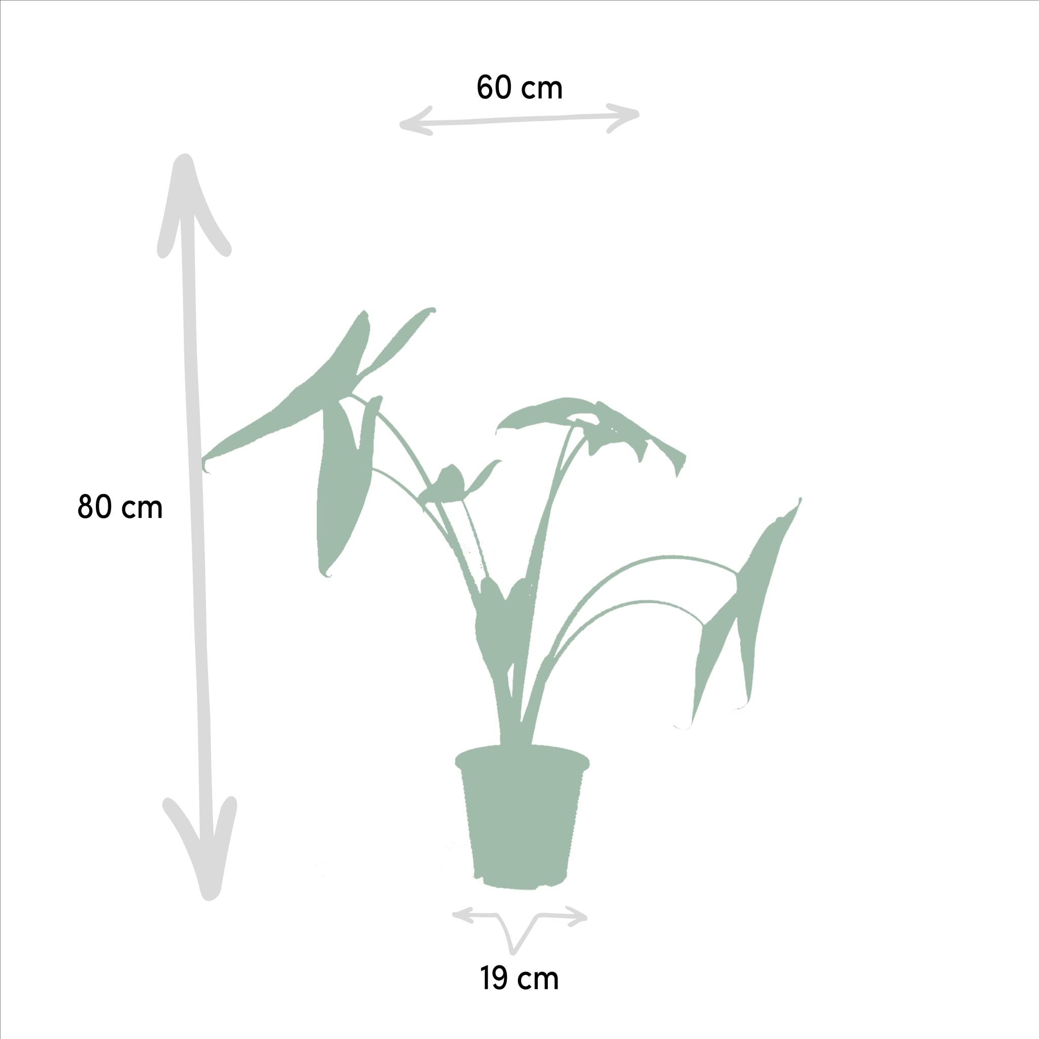 Elefantenohr Mix - Alocasia Zebrina - Ø19cm - ↕75cm + Alocasia Cucullata - Ø19cm - ↕60cm + Alocasia Lauterbachiana - Ø19cm - ↕75cm