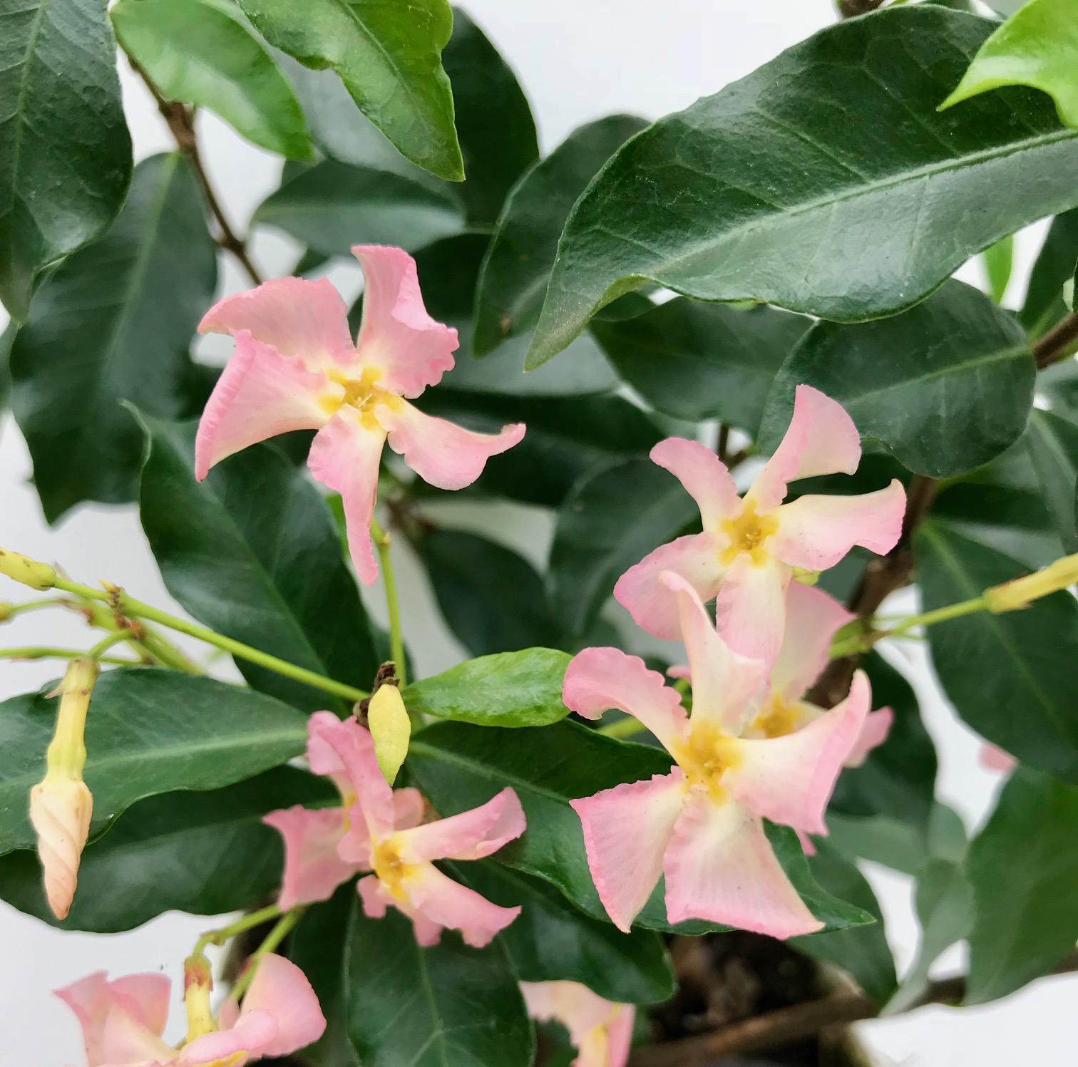 Sternjasmin - Trachelospermum 'Star of Ibiza' Toskanische Jasmin weiß und rosa- ↨65cm - Ø15   2 Stück