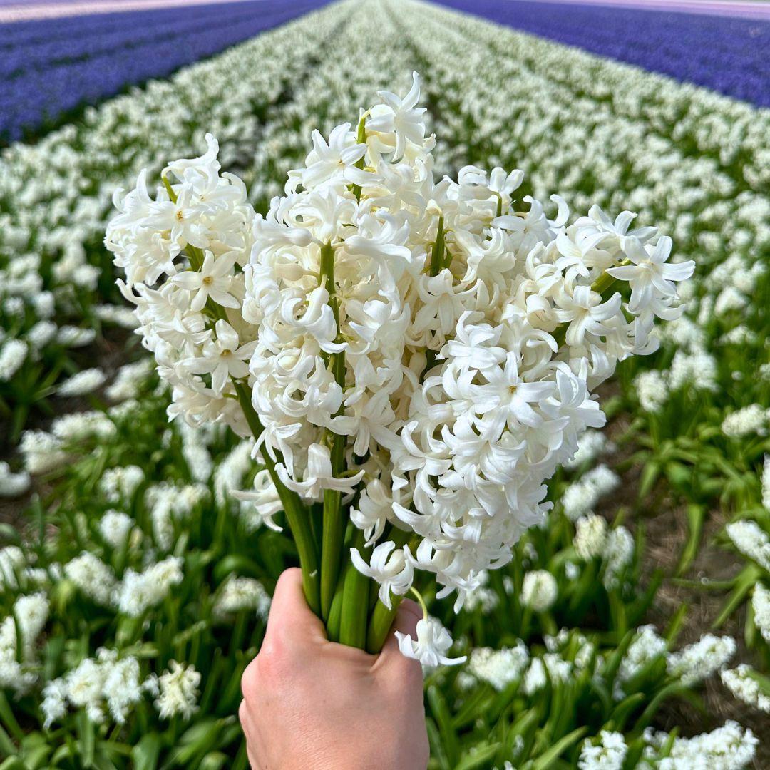 Frühlingsblumenzwiebeln Mix - Hyazinthen und Krokuse - Early Spring  30 Blumenzwiebeln