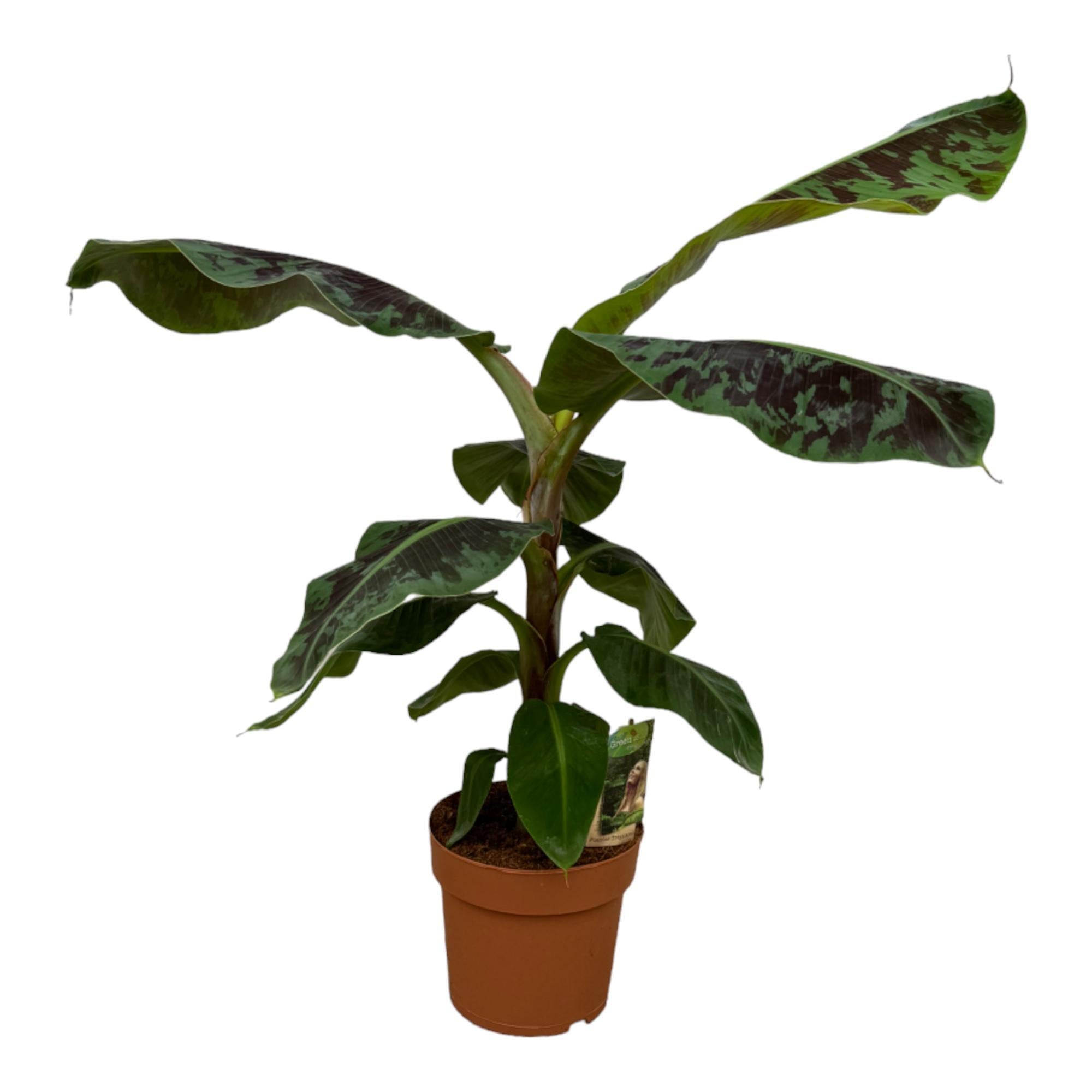 Bananenpflanze Musa - 80 cm - Ø21cm