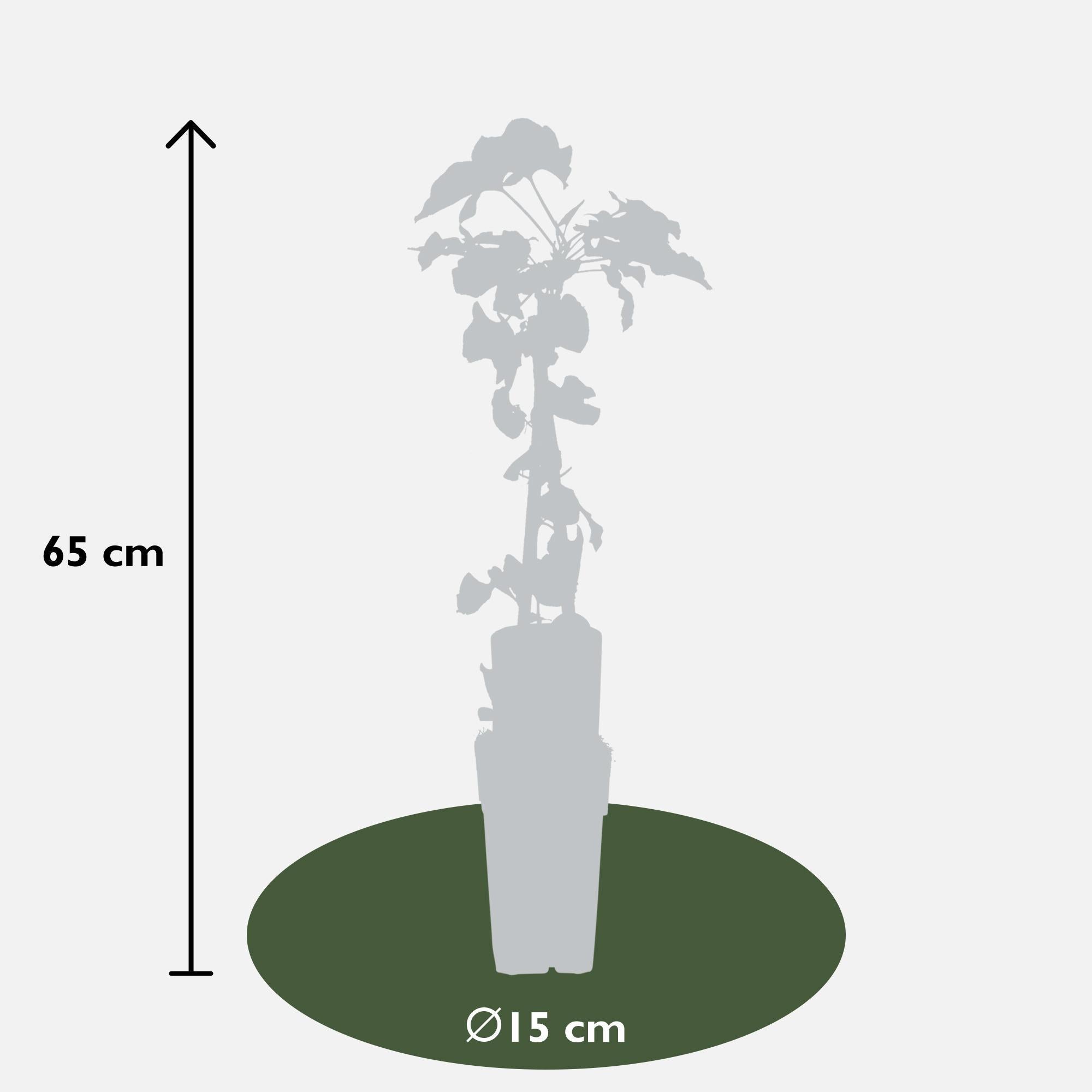 Silberregen Schlingknöterich - Fallopia baldschuanica - ↨65cm - Ø15cm   3 Stück