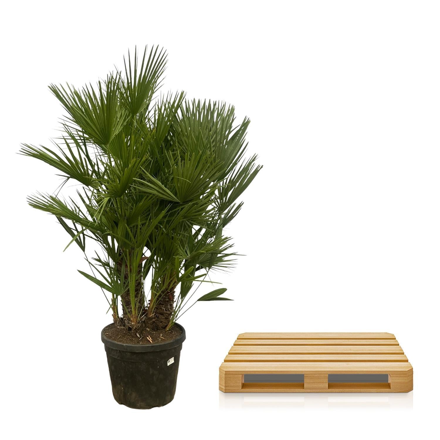 Zwergpalme auch Europäische Zwergpalme - Chamaerops Humilis - 180 cm - Ø45cm