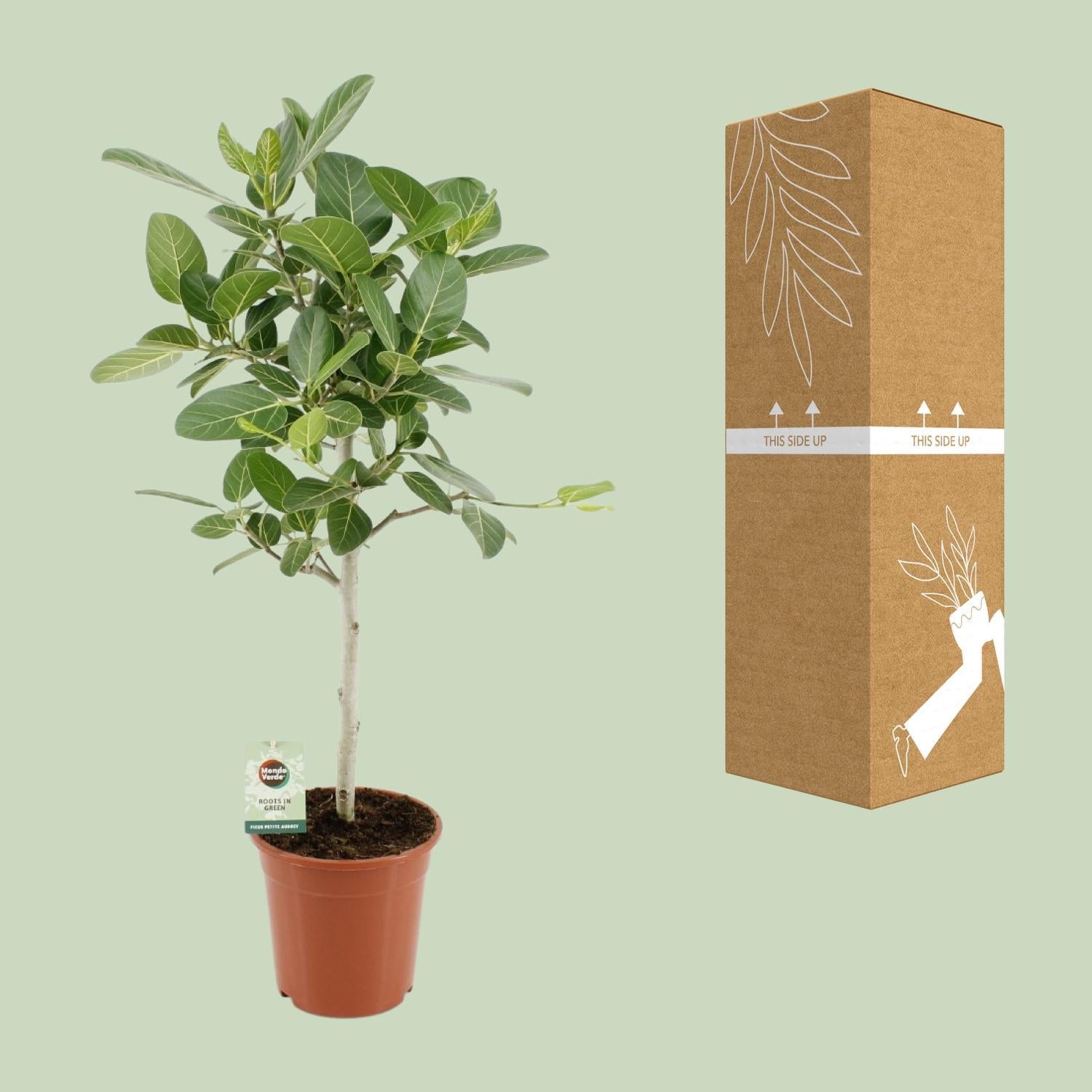 Indischer Banyanbaum Ficus Benghalensis Petite Audrey - Ø21cm - ↕95cm