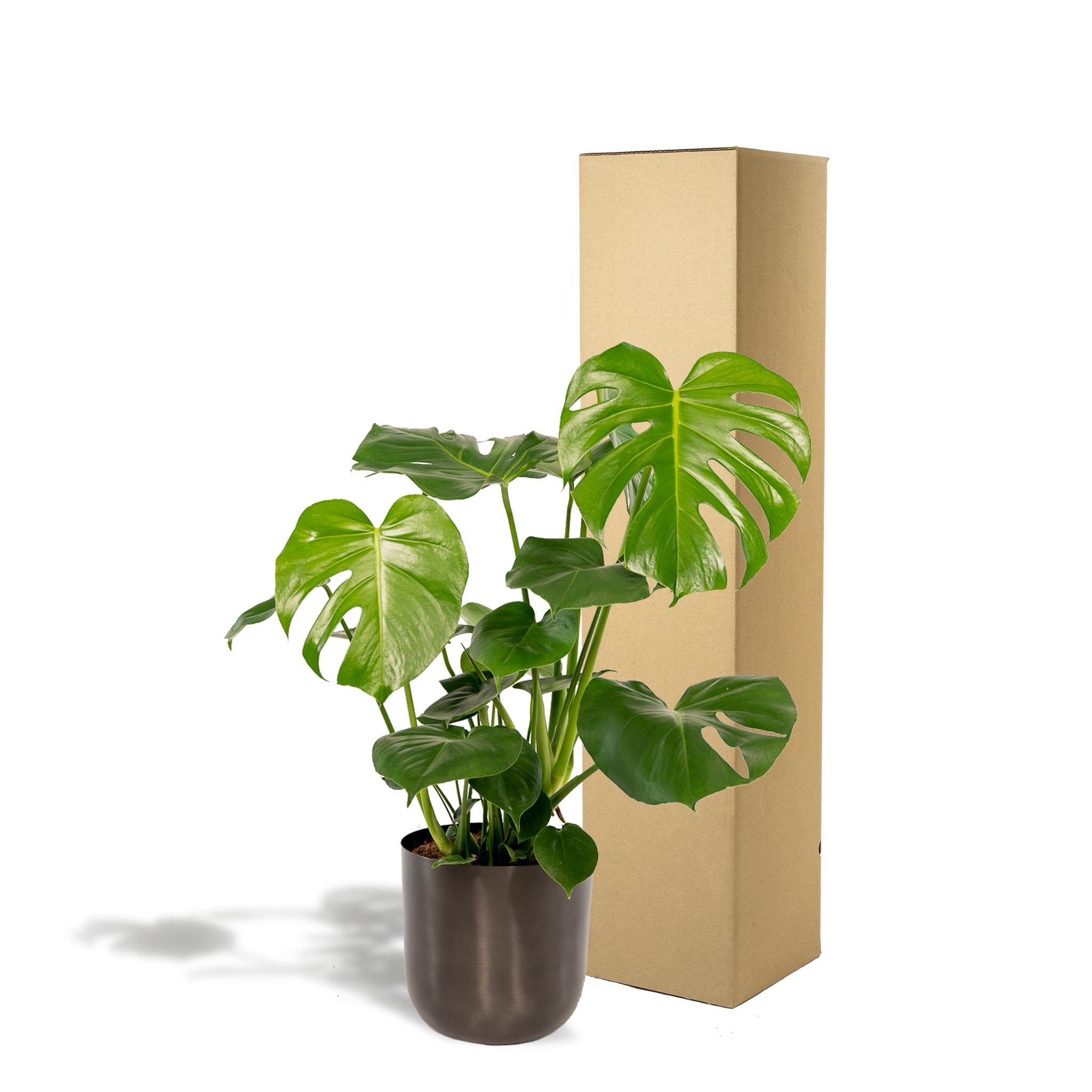 Monstera Deliciosa + Pot Mayk Lood - ↨80cm - Ø21cm