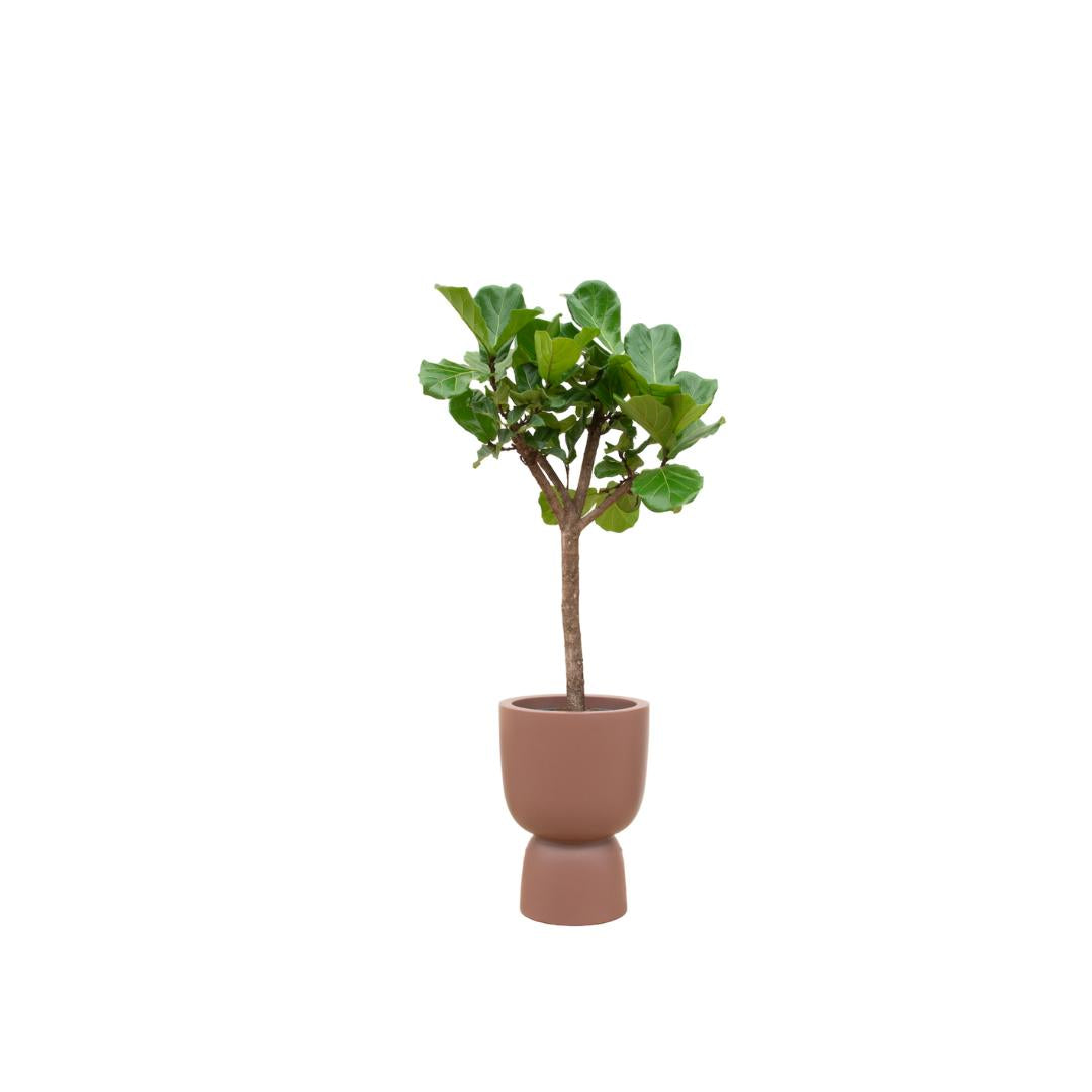 Geigenfeige - Ficus Lyrata Baum inklusive elho Pure Coupe Topf braun Ø41 - 210 cm