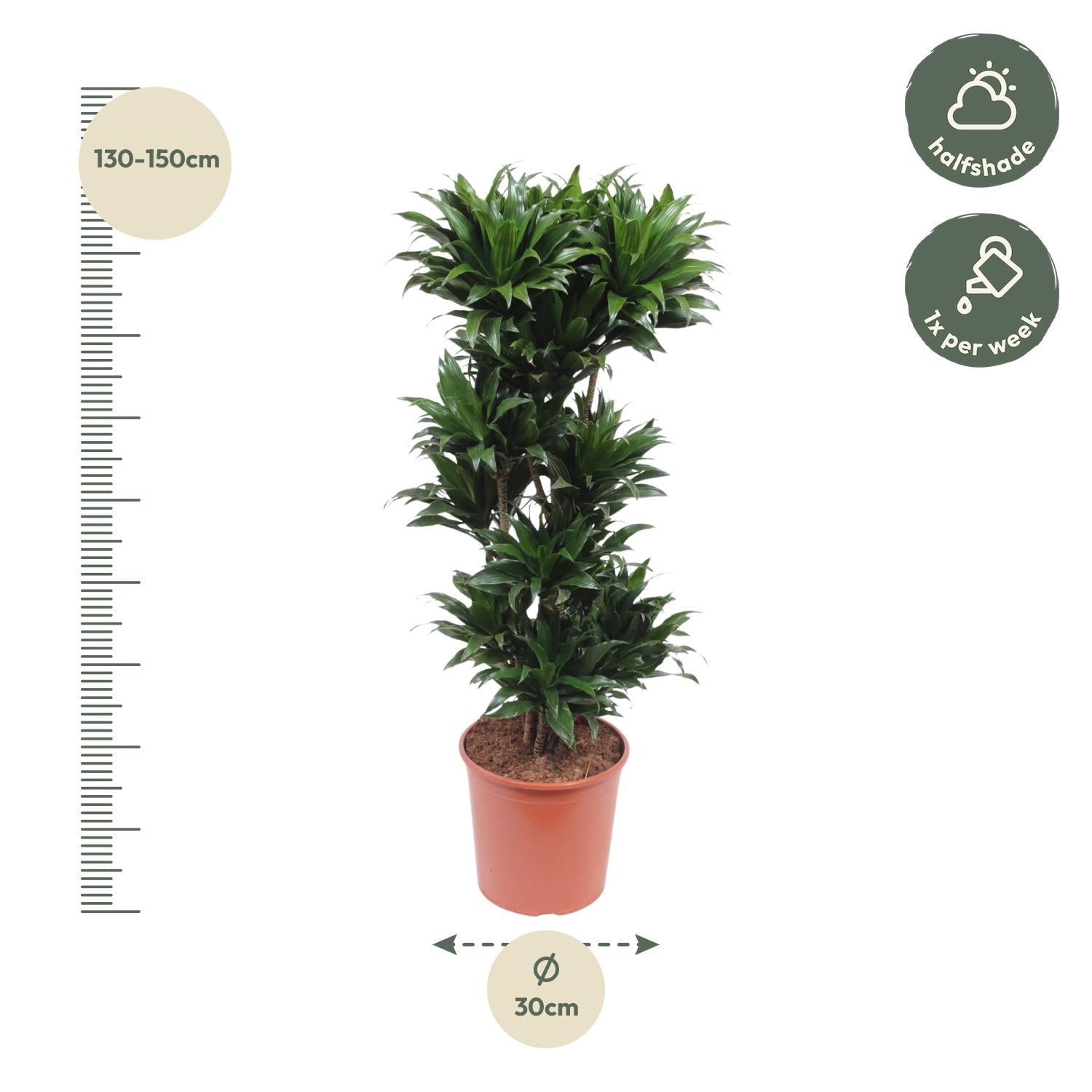 Drachenbaum Janet Craig Compacta - Dracaena Janet Craig Compacta - 140 cm - ø30