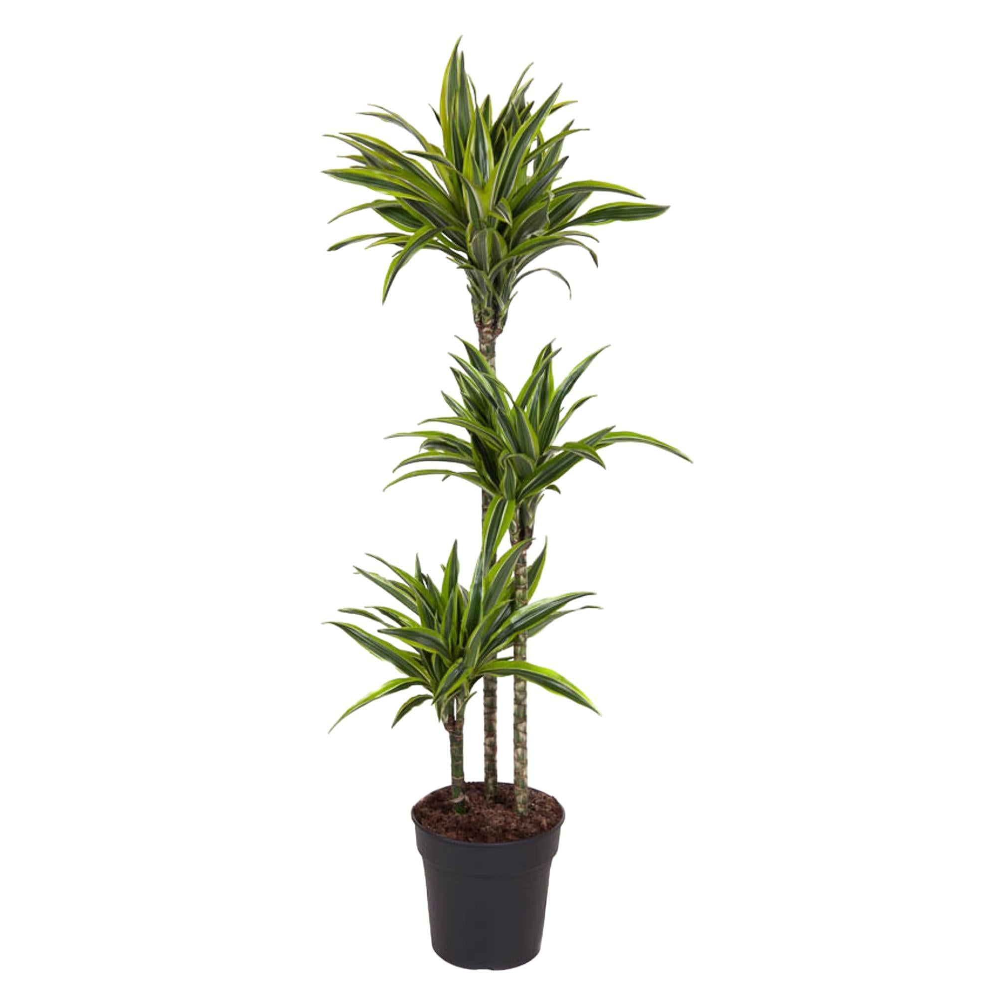 Dracaena Citroen Limoen - 140 cm - ø24