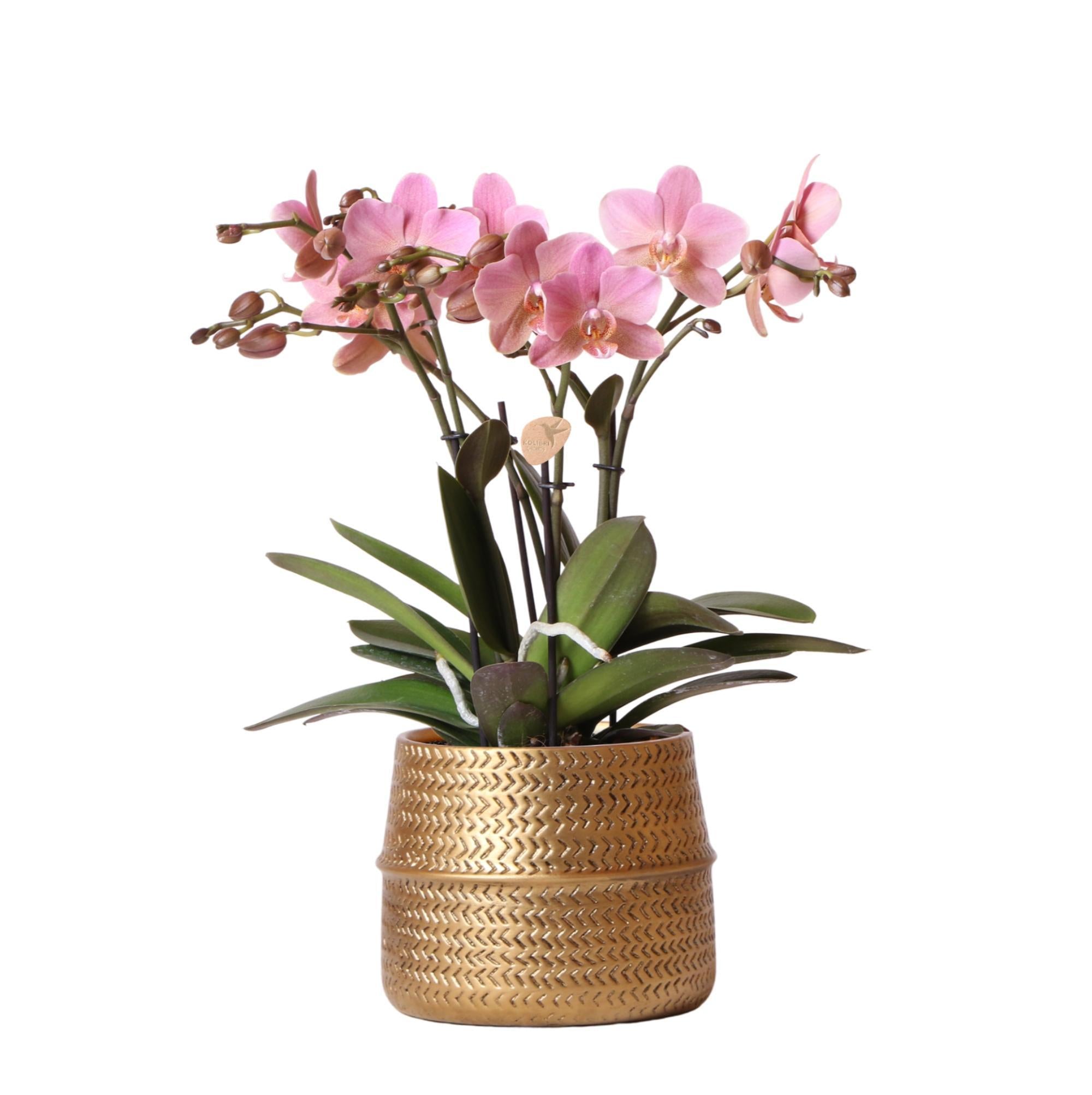 Orchidee - Rosa Phalaenopsis Orchidee Treviso - in Groove Topf gold - Topfgröße Ø12cm - 35cm hoch | blühende Zimmerpflanze im Blumentopf - frisch vom Züchter