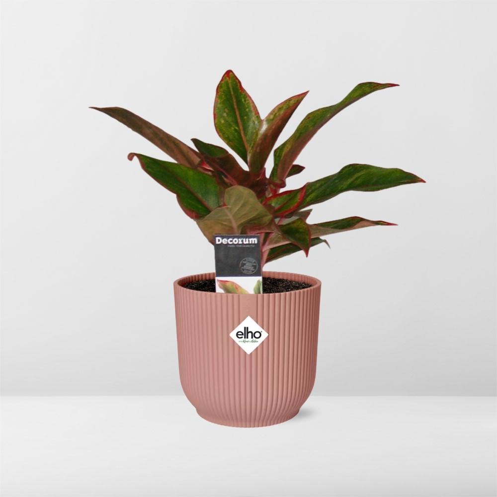 Kolbenfaden - Aglaonema Crete in ELHO Vibes Fold 14cm Topf rosa