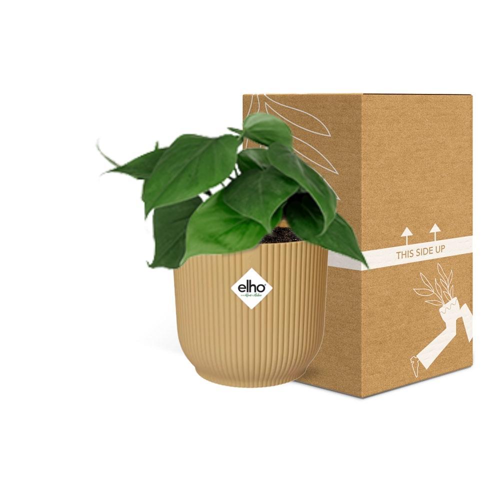 Herzblattphilodendron - Philodendron Scandens in ELHO Vibes Fold 14cm geel Topf gelb