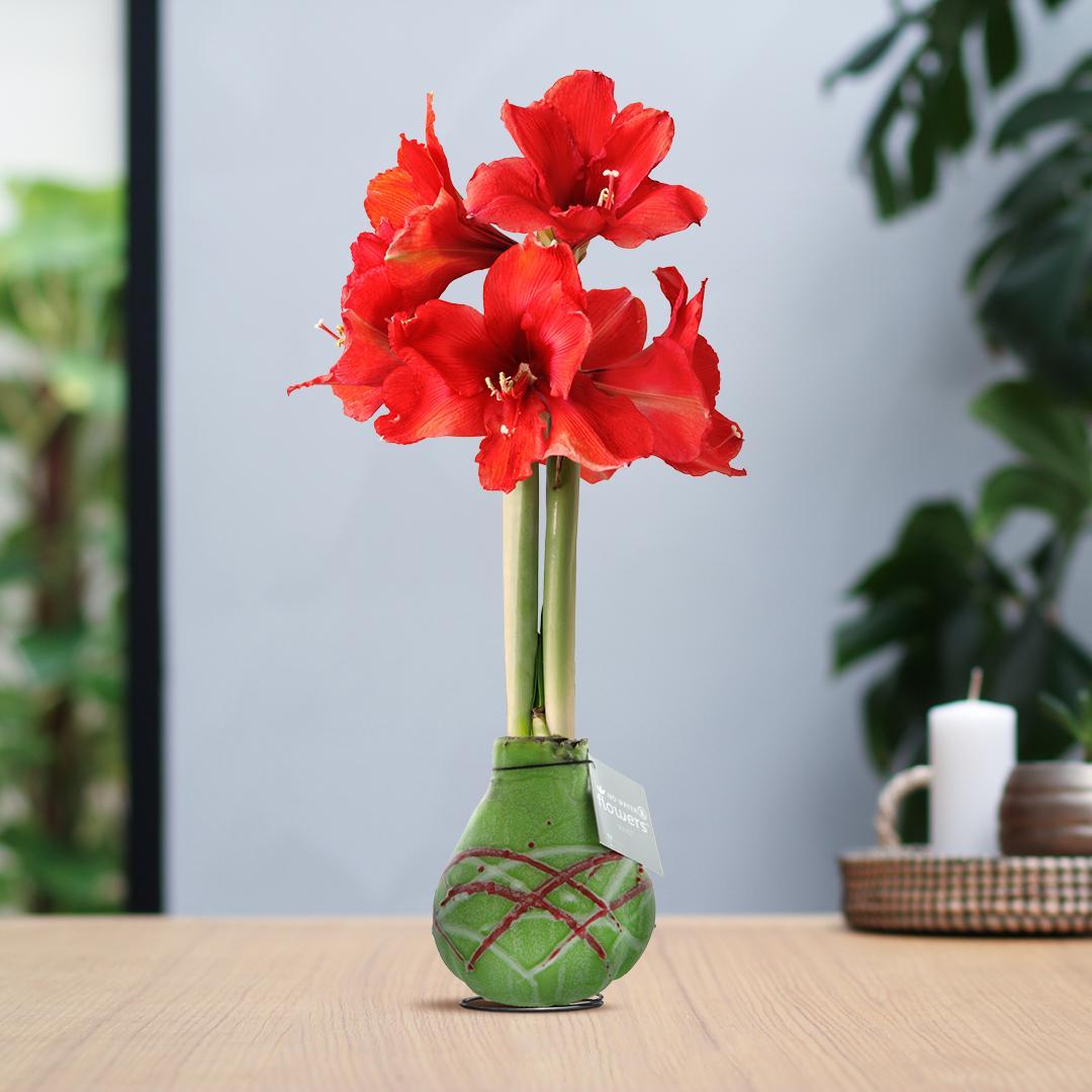 No Water Flowers® (wax amaryllis) | Waxz® Art Picasso - Green + Red flower