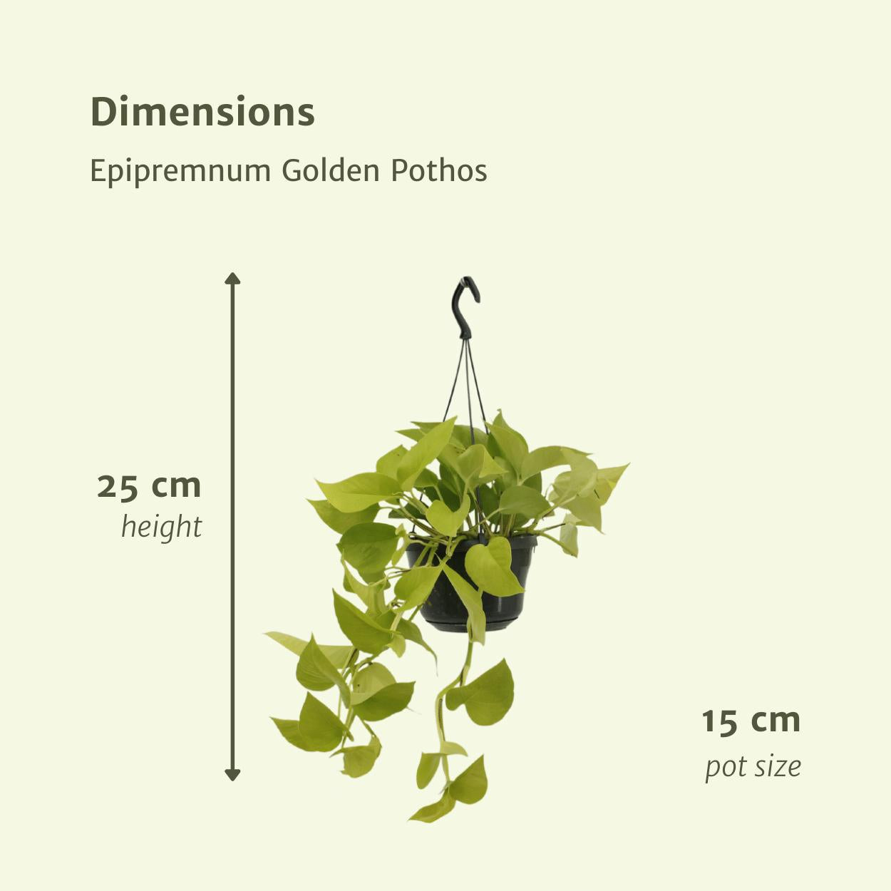 Epipremnum Gouden Pothos (Scindapsus) - 2 stuks - Ø15cm - ↕25cm