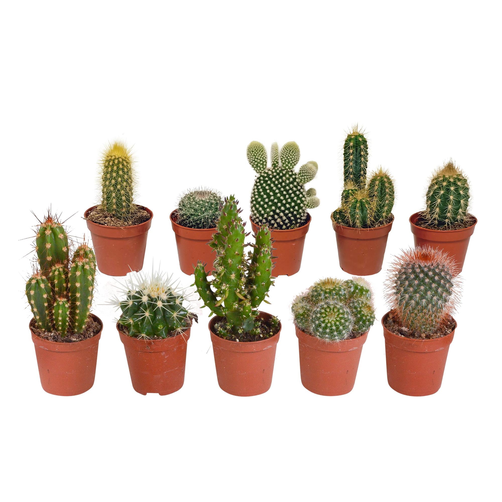 Cactusmix 5,5 cm - 10x - zonder pot