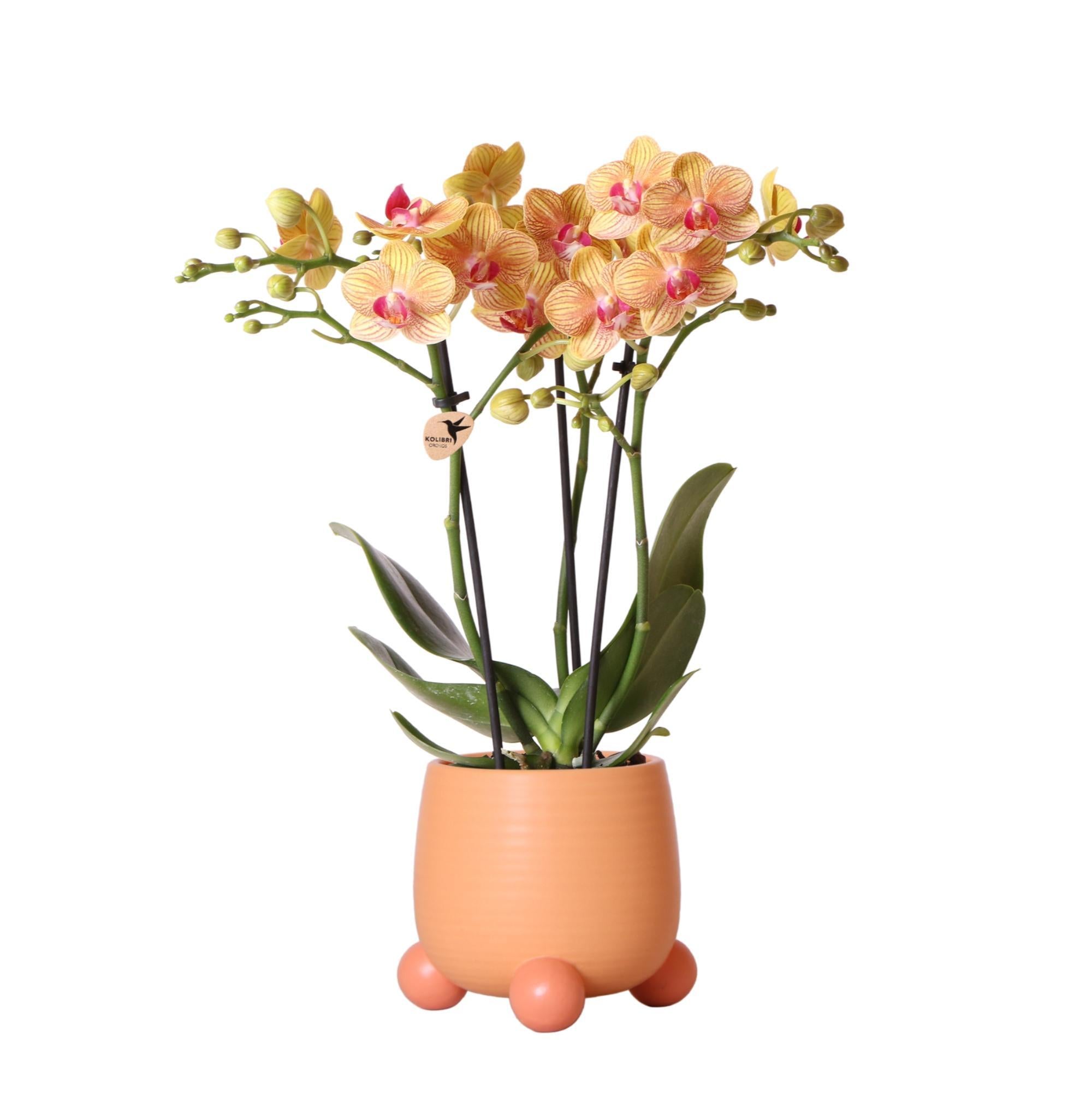 Orchidee Orange Phalaenopsis orchid - Jamaica + Rolling dekorativer Topf Pfirsich - Topfgröße Ø9cm - 35cm hoch | blühende Zimmerpflanze im Blumentopf - frisch vom Züchter