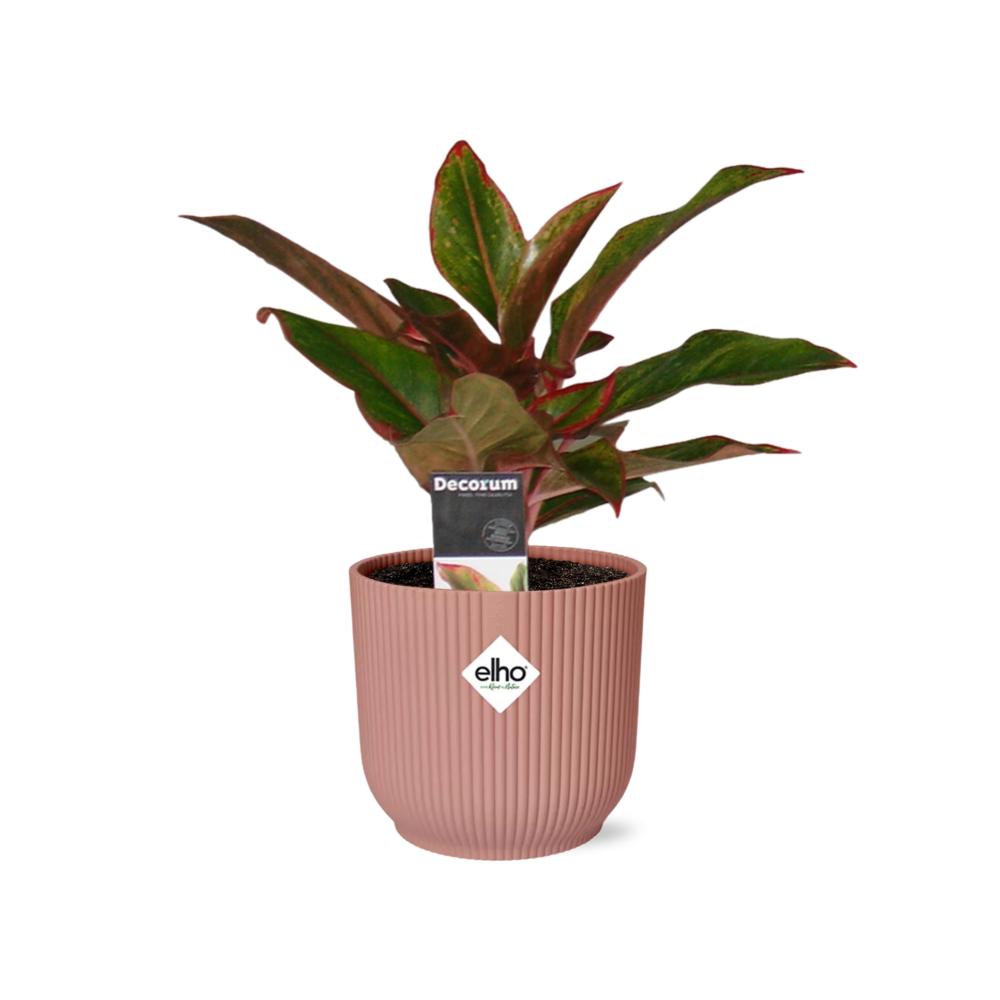 Kolbenfaden - Aglaonema Crete in ELHO Vibes Fold 14cm Topf rosa