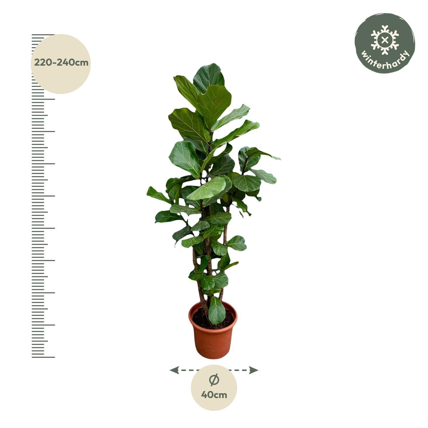 Geigenfeige - Ficus Lyrata XXL - 230cm - ø40