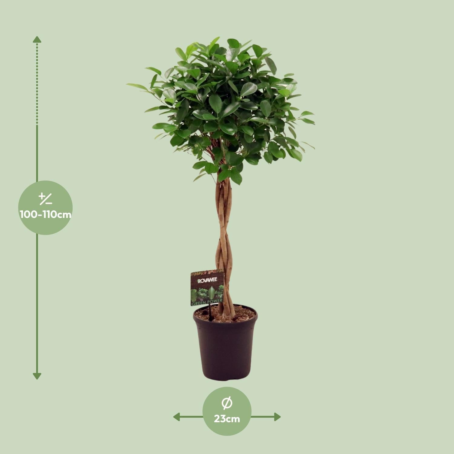 Lorbeerfeige Ficus microcarpa Moclame - Ø23cm - ↕110cm