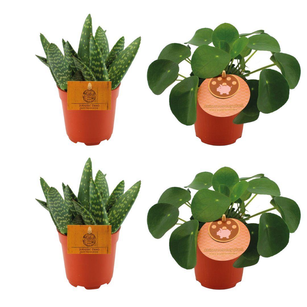 Planzen Mix -Aloe Paradisicum + 2x  Pilea Peperomoides - 4 stück - Ø10.5cm - ↕10cm