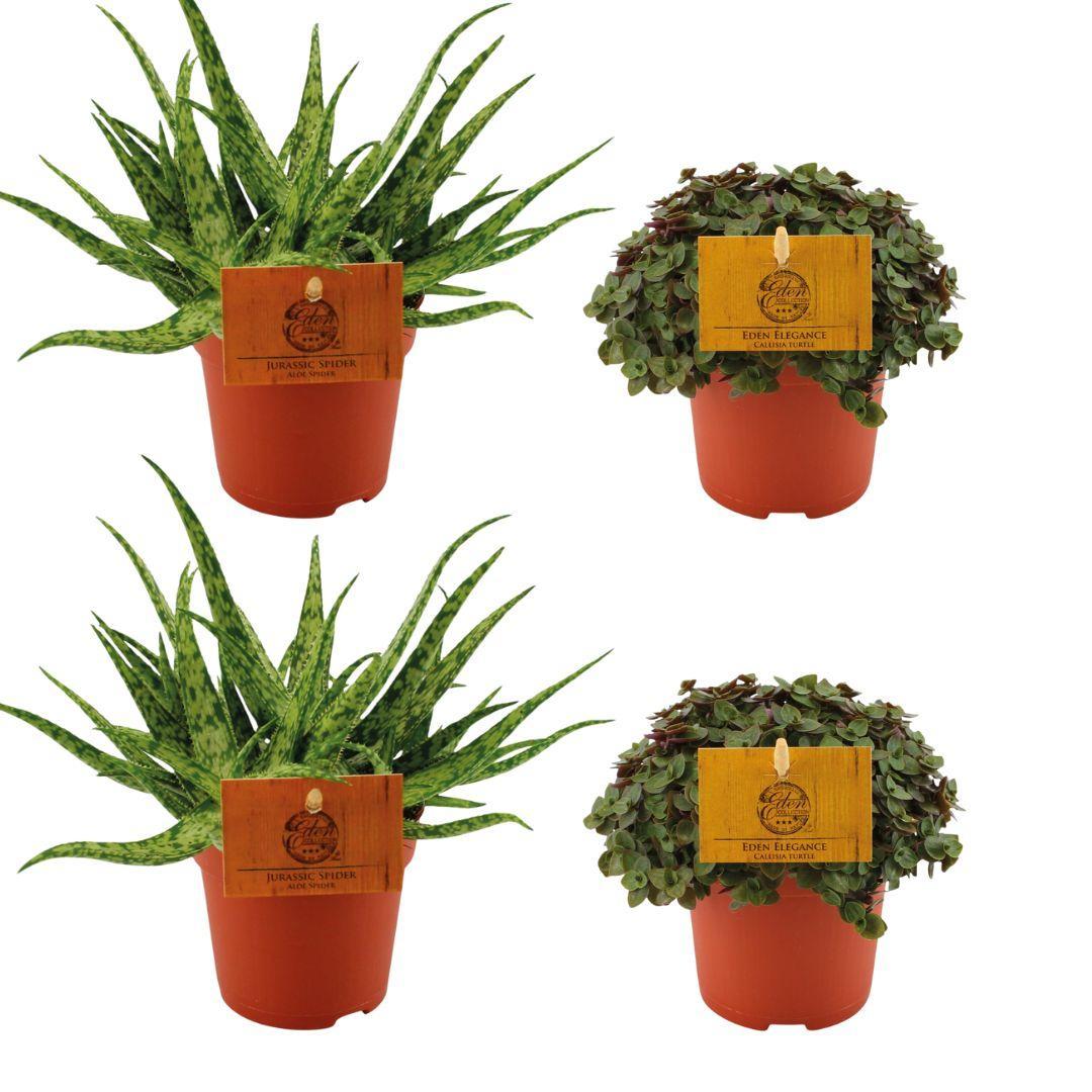 Planzen Mix - Aloe Spider + 2x Callisia Turtle - 4 stück - Ø10.5cm - ↕10cm