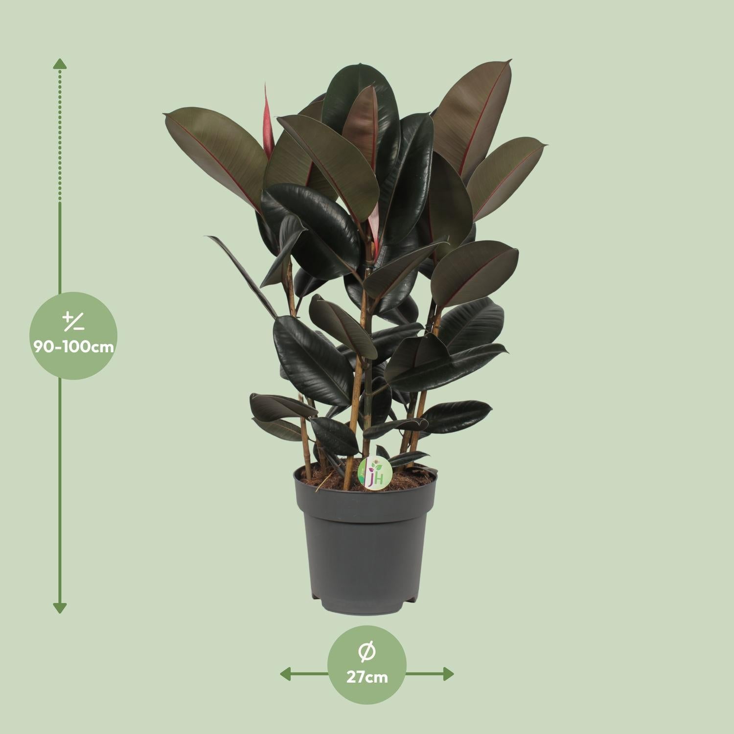 Gummibaum Ficus elastica Abidjan - Ø27cm - ↕90cm