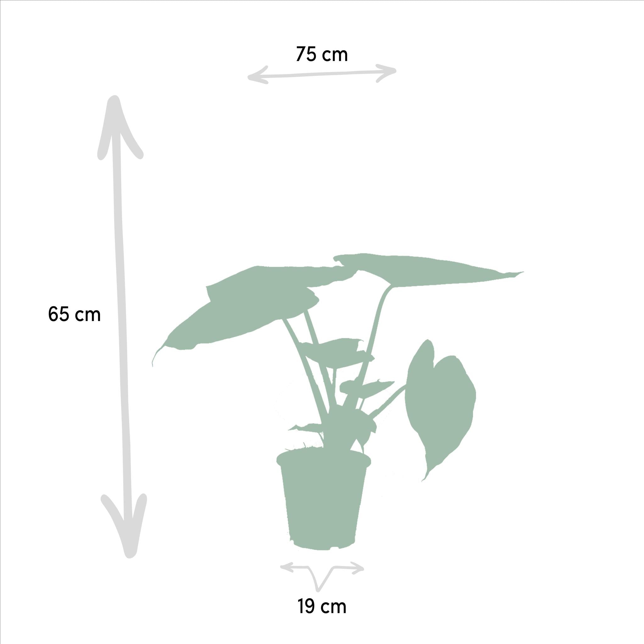 Elefantenohr Mix - Alocasia Wentii - Ø19cm - ↕60cm + Alocasia Portodora - Ø21cm - ↕75cm