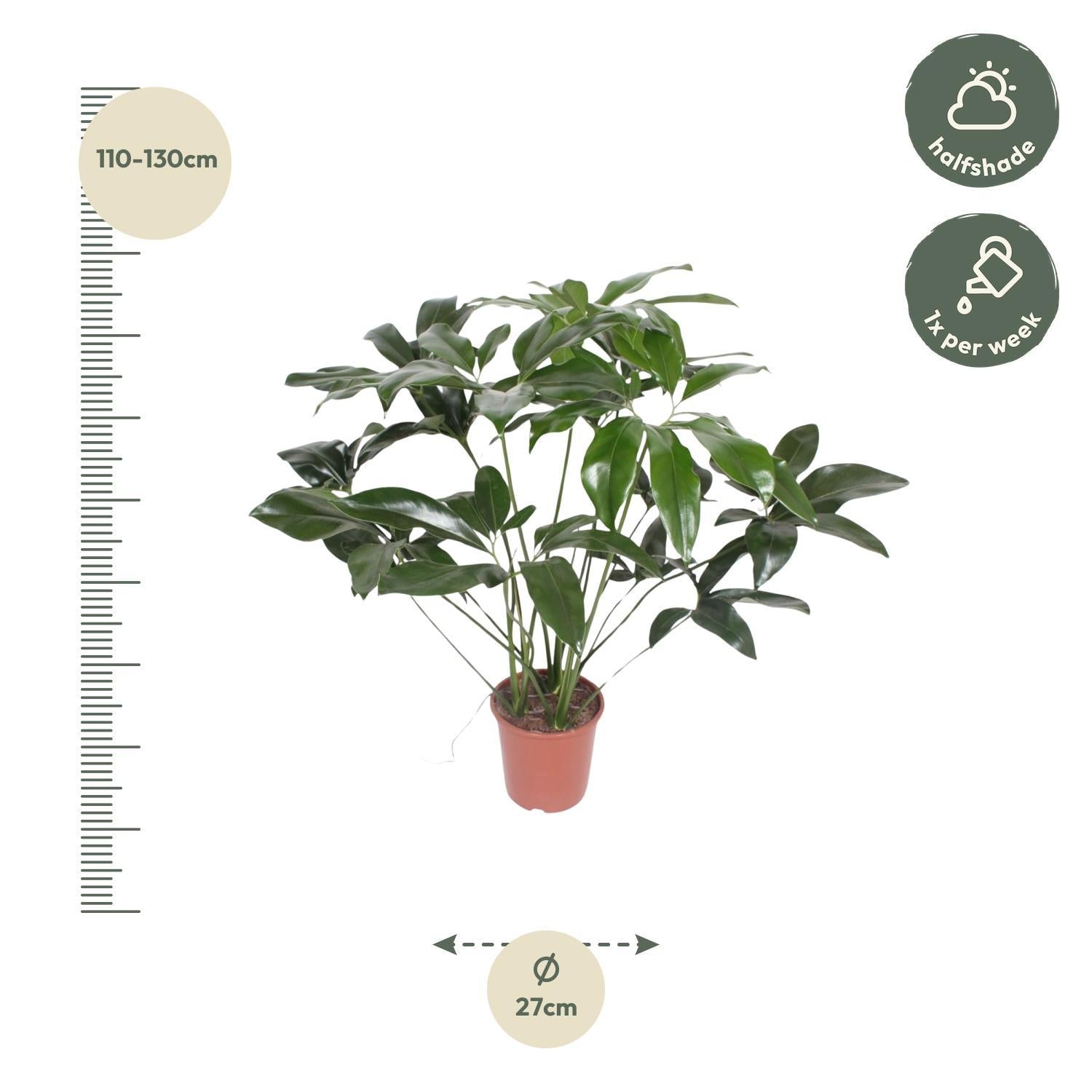 Philodendron Groen Wonder - 120 cm - ø27