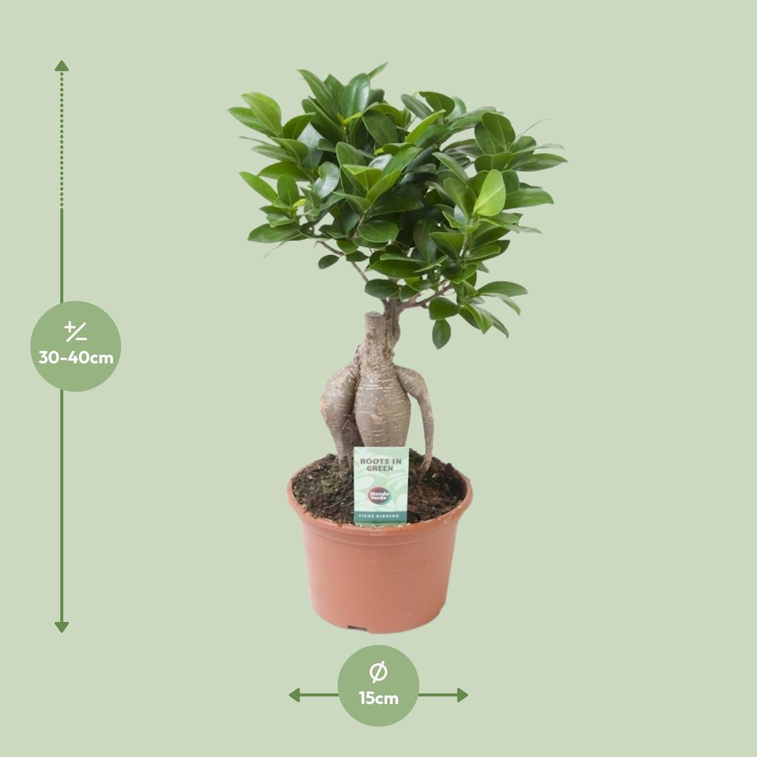 Ficus microcarpa Ginseng - Ø15cm - ↕35cm