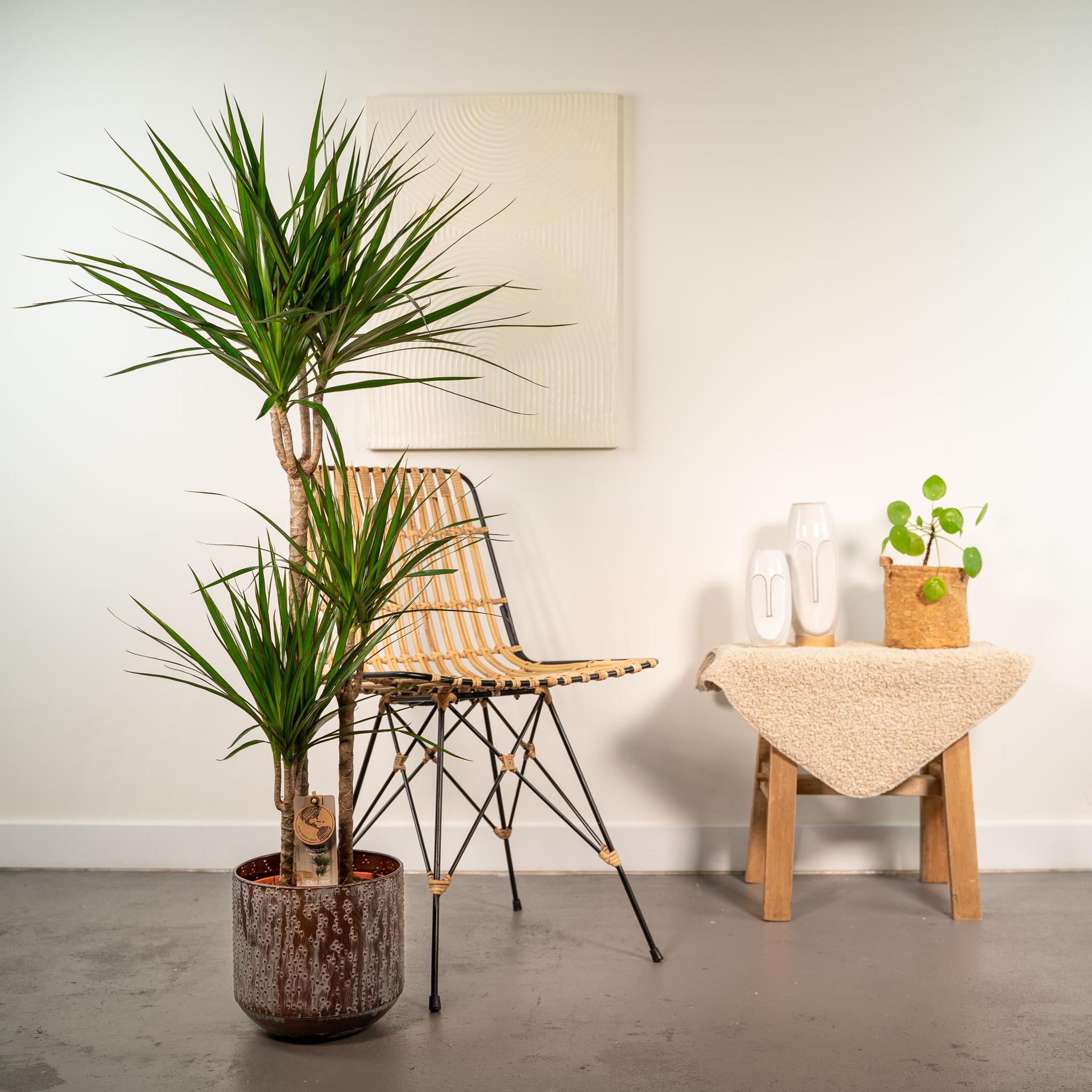 Drachenbaum - Dracaena mit Topf - ↨120cm - Ø21cm