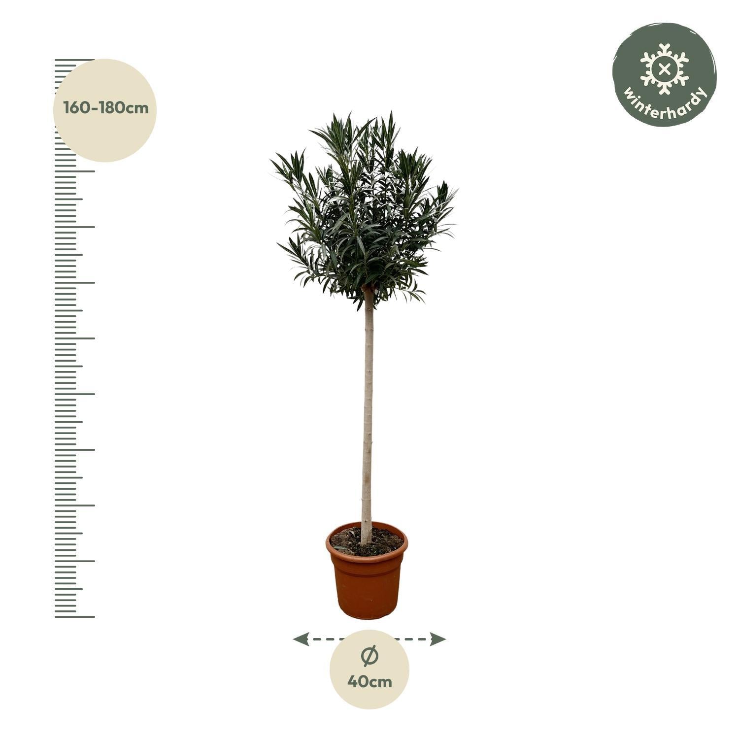 Nerium Oleander auf Stiel mit weißer Blüte – 110 cm – Ø22