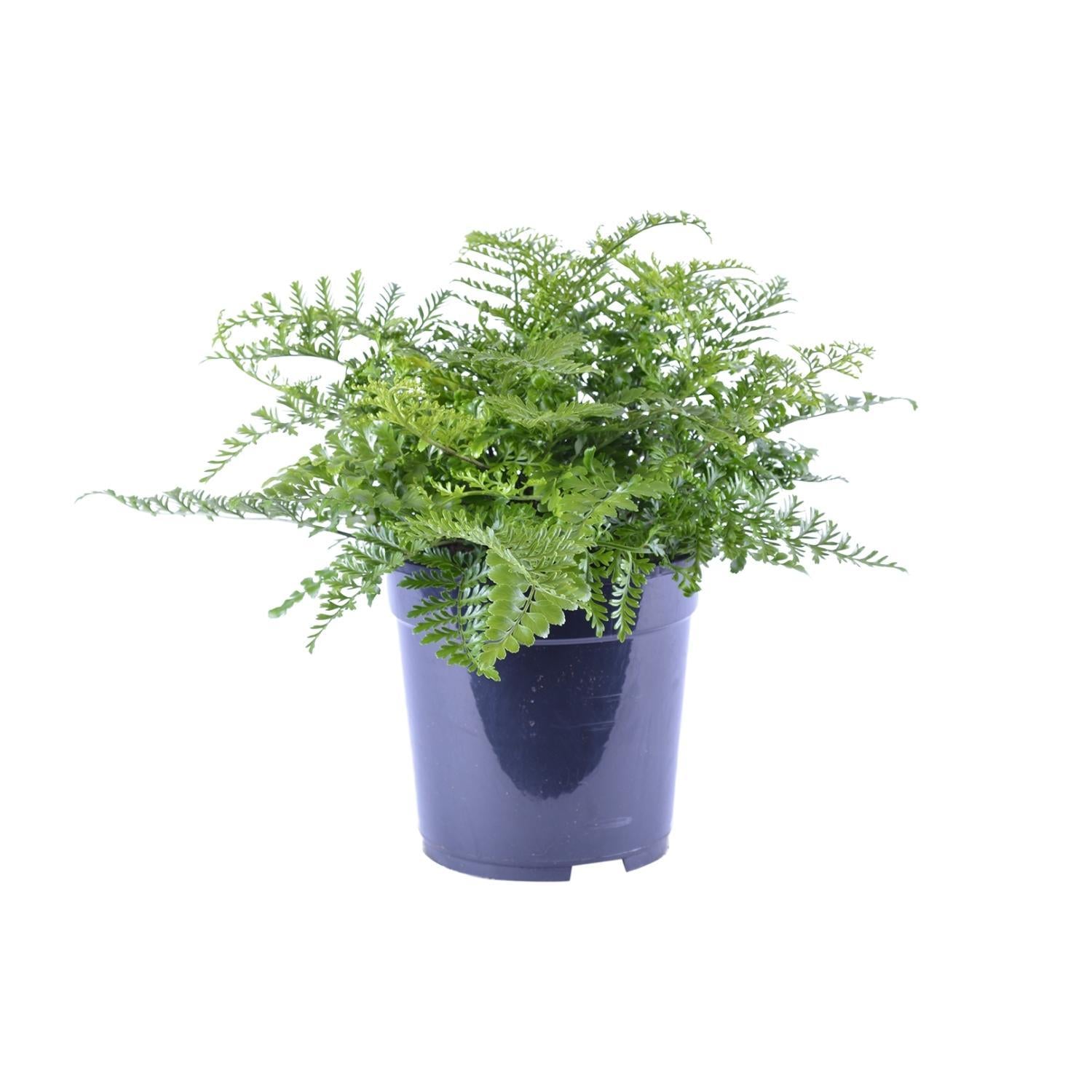 Vogelnestfarn -  Asplenium Parvati - Ø21cm - ↕40cm