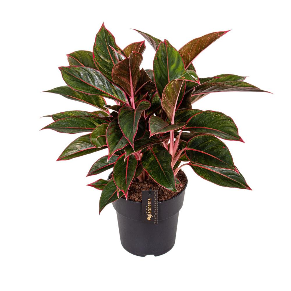 Aglaonema Kreta - Ø19cm - ↕55cm