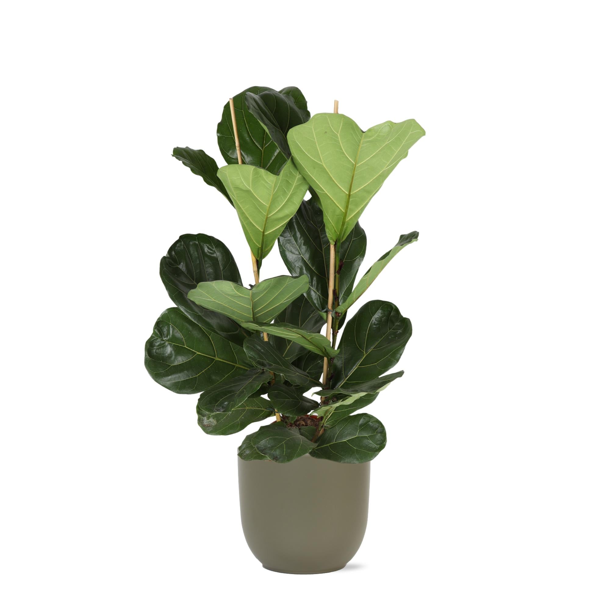 Geigenfeige - Ficus Lyrata - Ø24cm - ↕120cm in Boule Topf olive