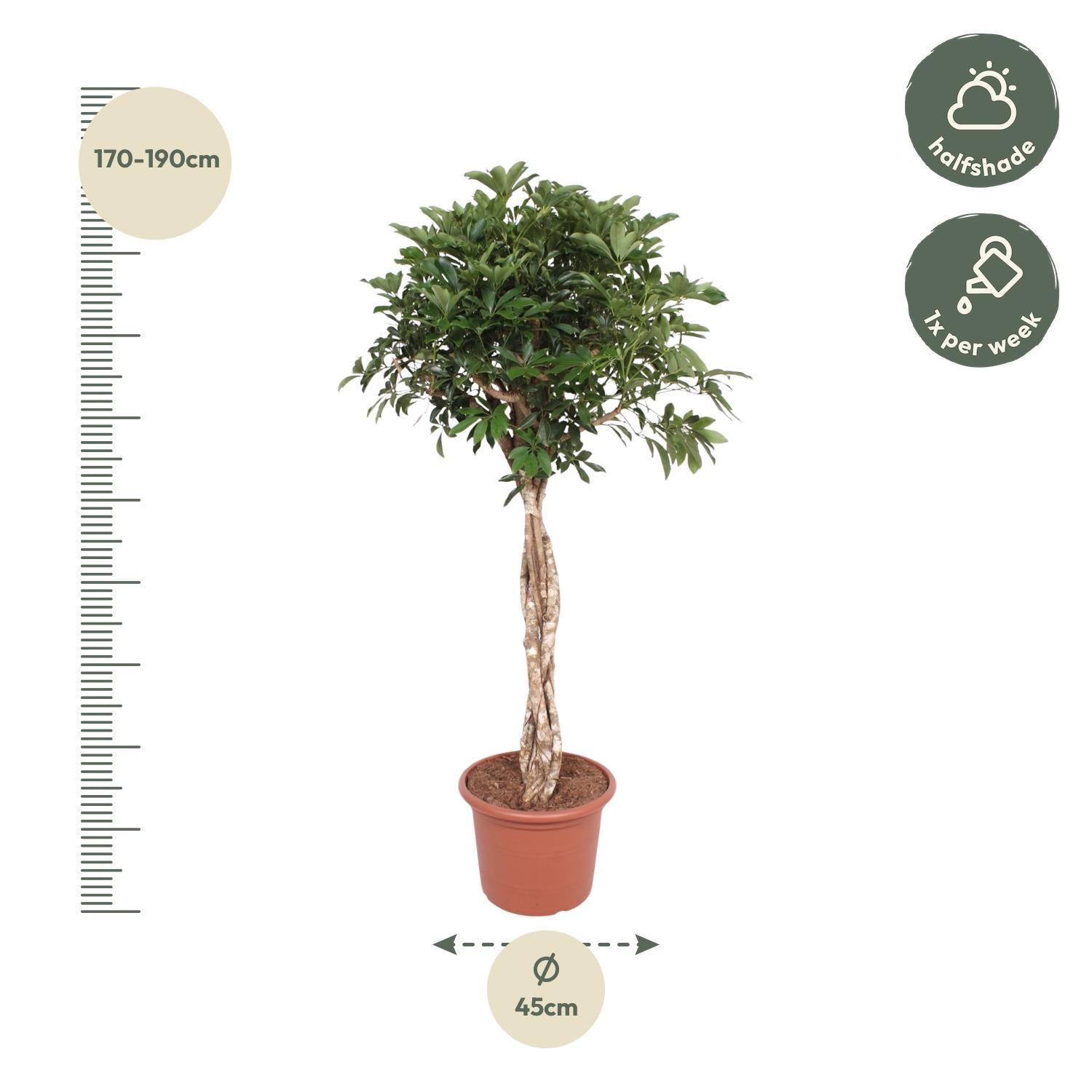 Schefflera Arboricola Compacta geweven steel - 180 cm - ø45