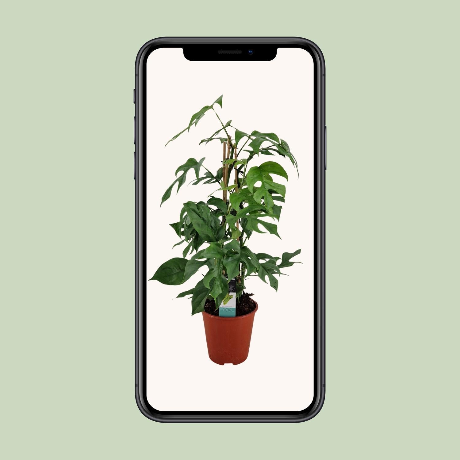 Mini Monstera - Philodendron Minima Pyramide - Ø19 ↕75