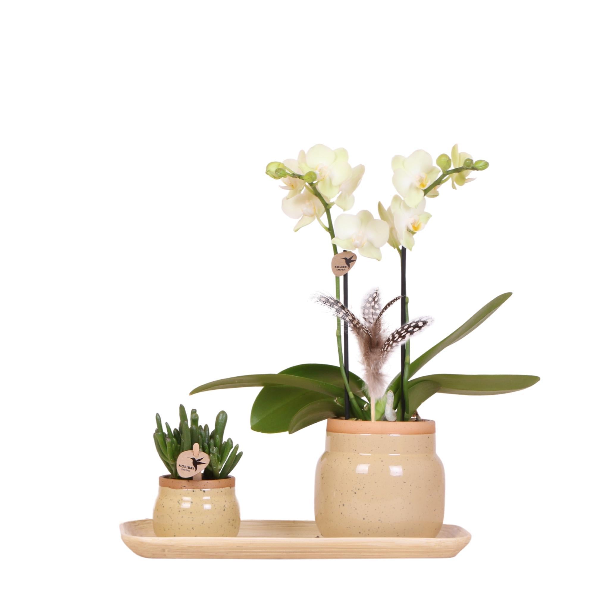 Orchidee Grünpflanzen mit gelber Phalaenopsis-Orchidee in khakifarbenen Vintage-Ziertöpfen und Bambustablett