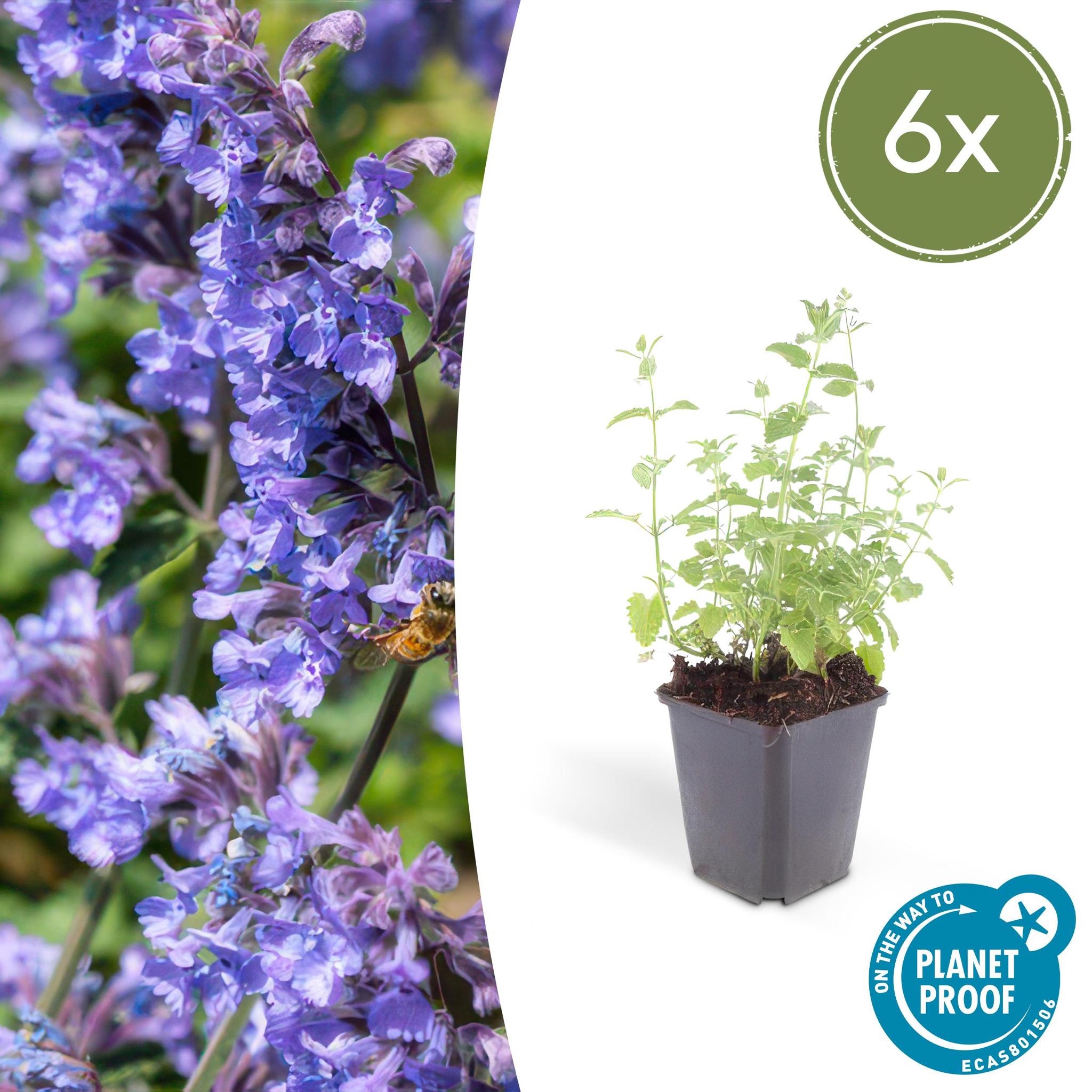 Katzenminze - Nepeta 'Six Hills Giant' - ↕25cm - Ø9cm - 6x - 6 Stück