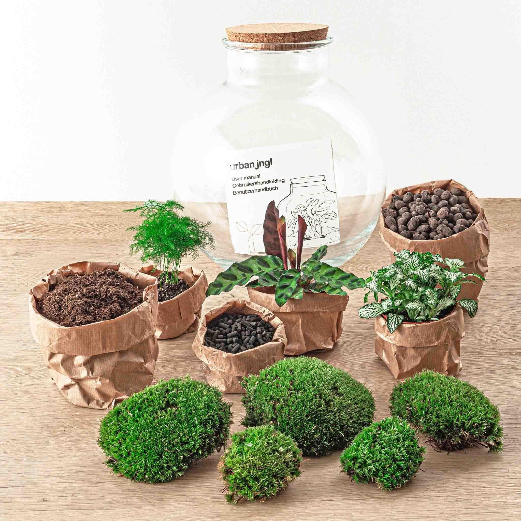 Bottle Garden - Bolder Bob Bonsai - ↕ 30 cm - Hark + Schop + Pincet