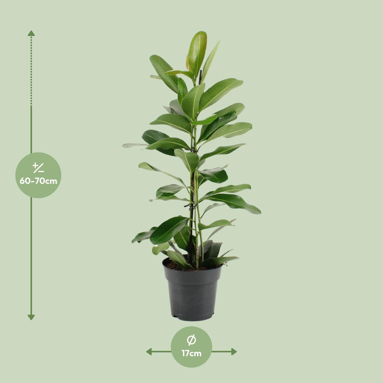 Lorbeerfeige Ficus Microcarpa Smile® - Ø17cm - ↕70cm