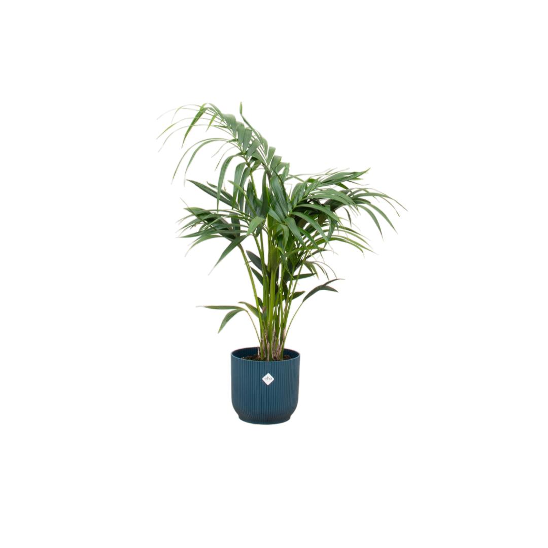 Kentia Palme - Howea Forsteriana - inklusive elho Vibes Fold Round Topf blau Ø25 - 130 cm