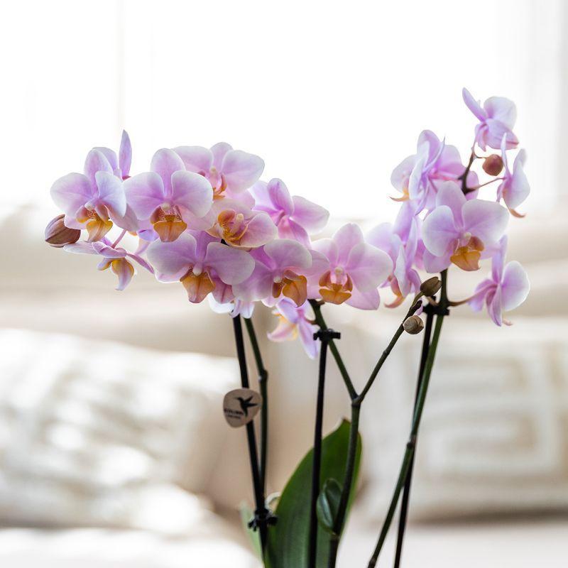 Orchidee Pflanzenset Romantik | Grünpflanzen mit rosa Phalaenopsis-Orchidee inkl. Keramik-Ziertöpfe und Zubehör