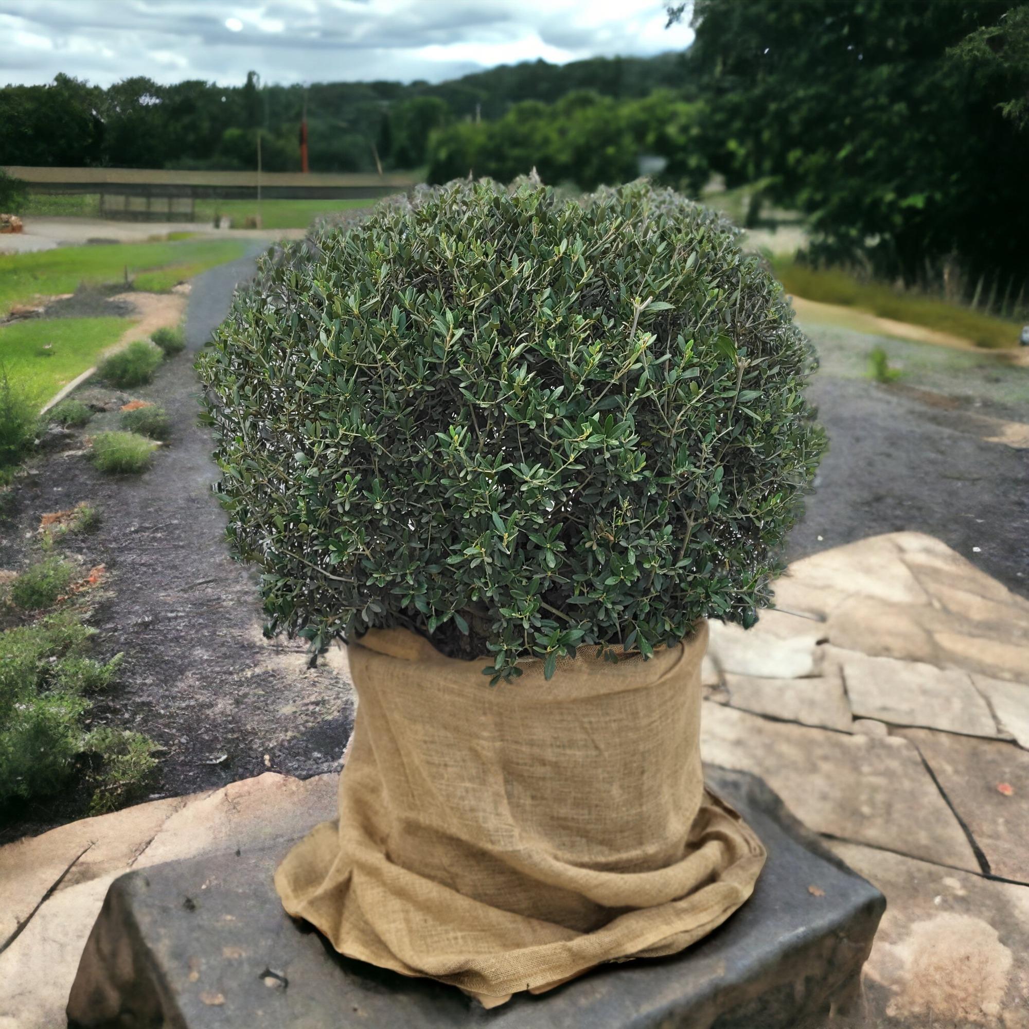 Olea Olive europaea Kugelform, Olive in Kugelform (Durchmesser 1 Meter)